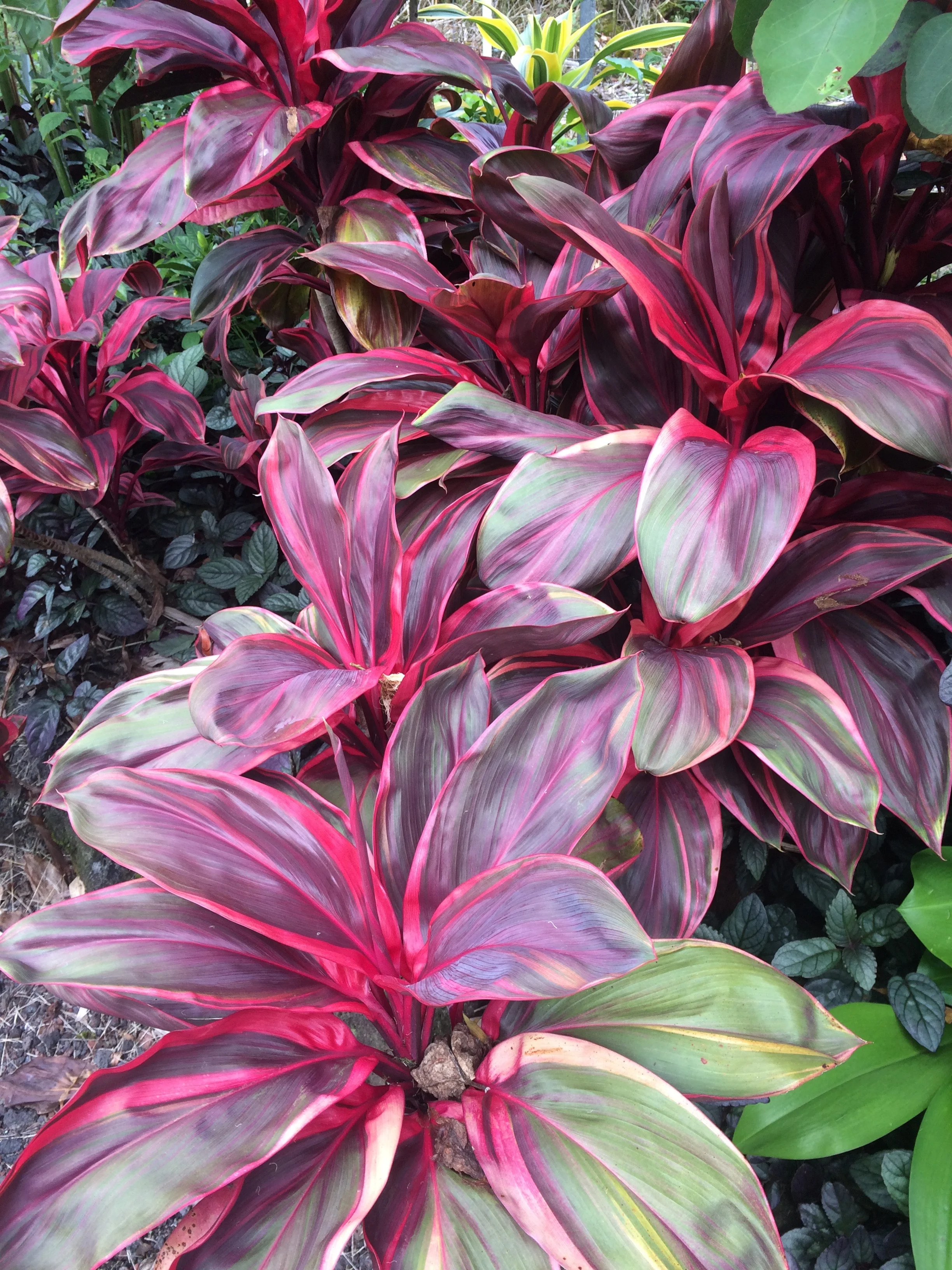 Cordyline terminalis 'Electra' (3).jpg