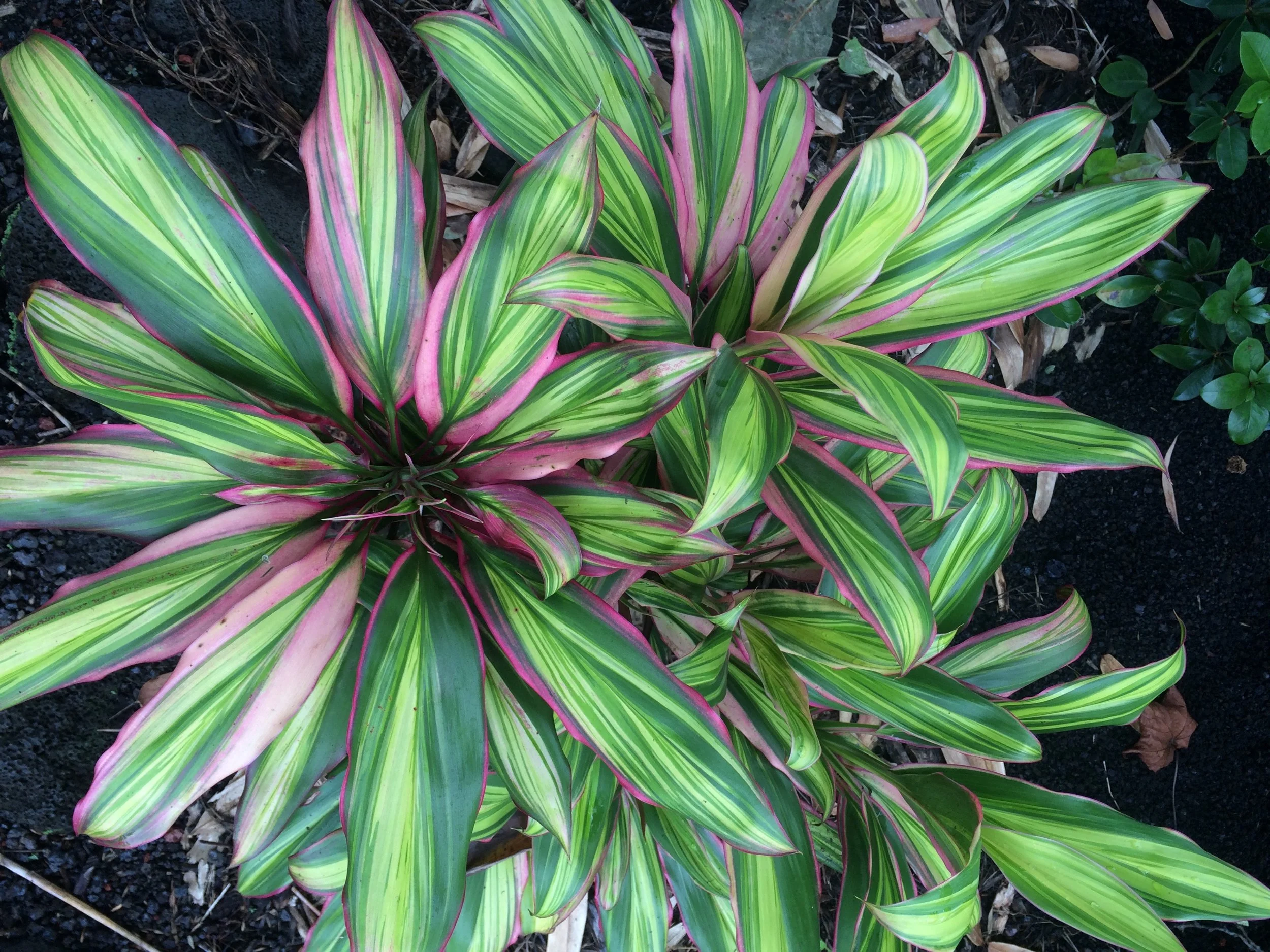 Cordyline terminalis 'Kiwi' (1).jpg