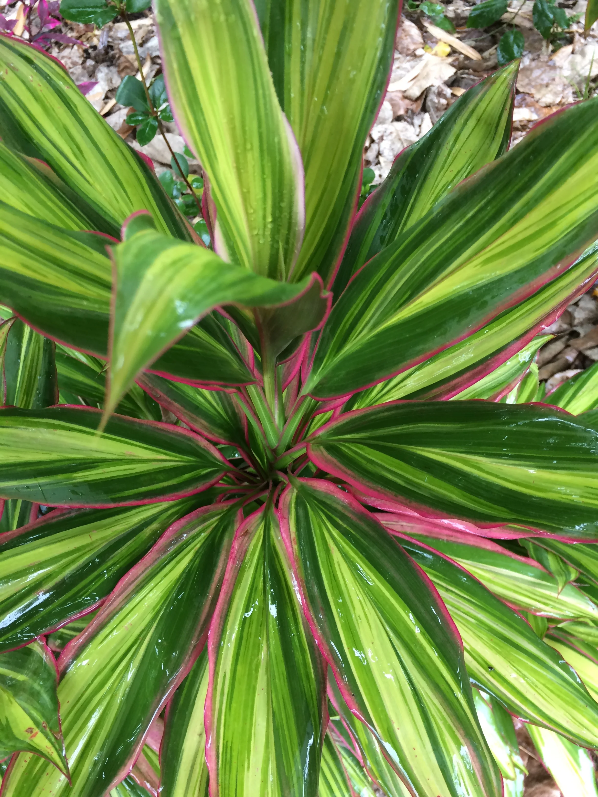 Cordyline terminalis 'Kiwi' (4).jpg