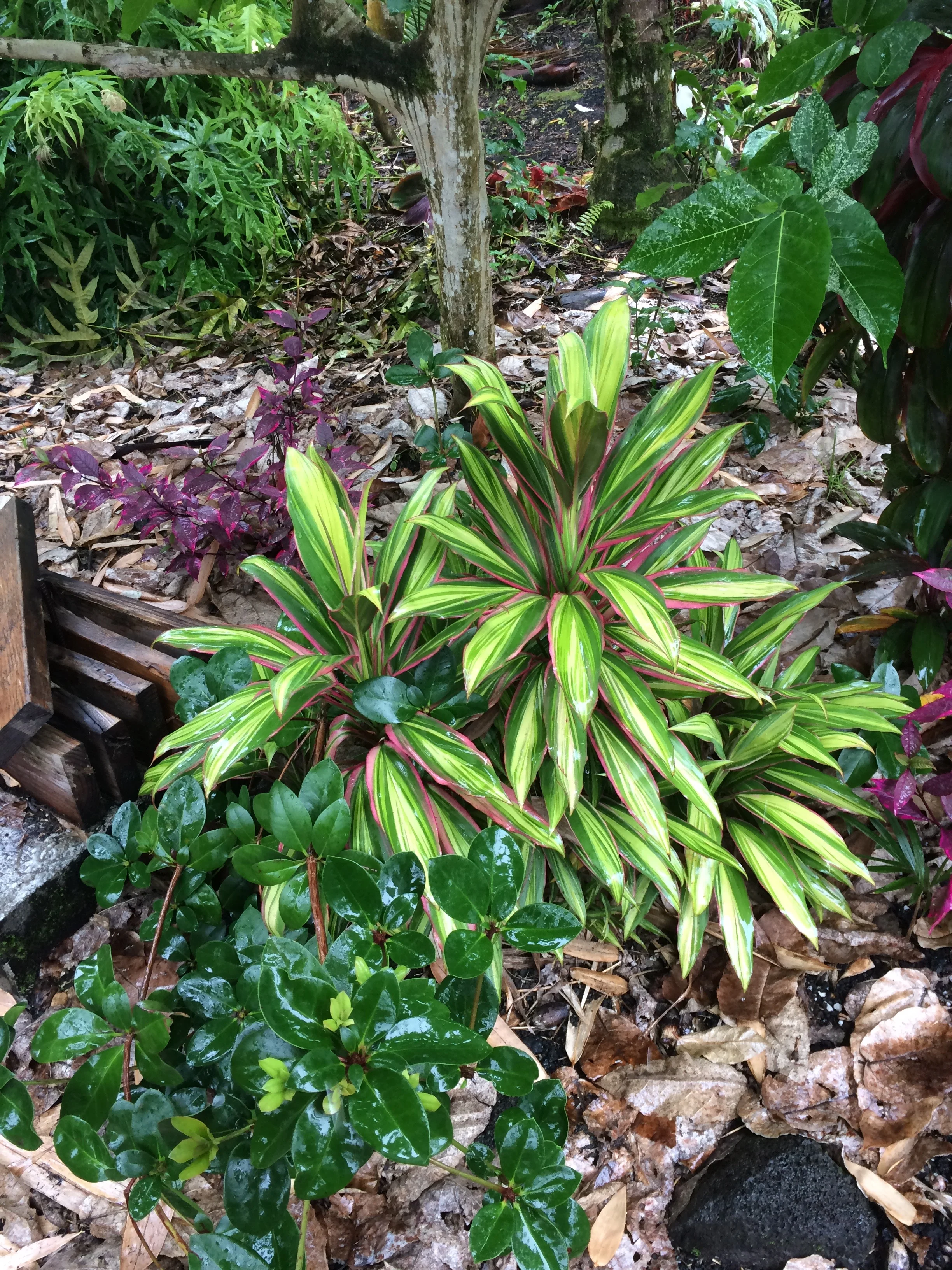 Cordyline terminalis 'Kiwi' (3).jpg