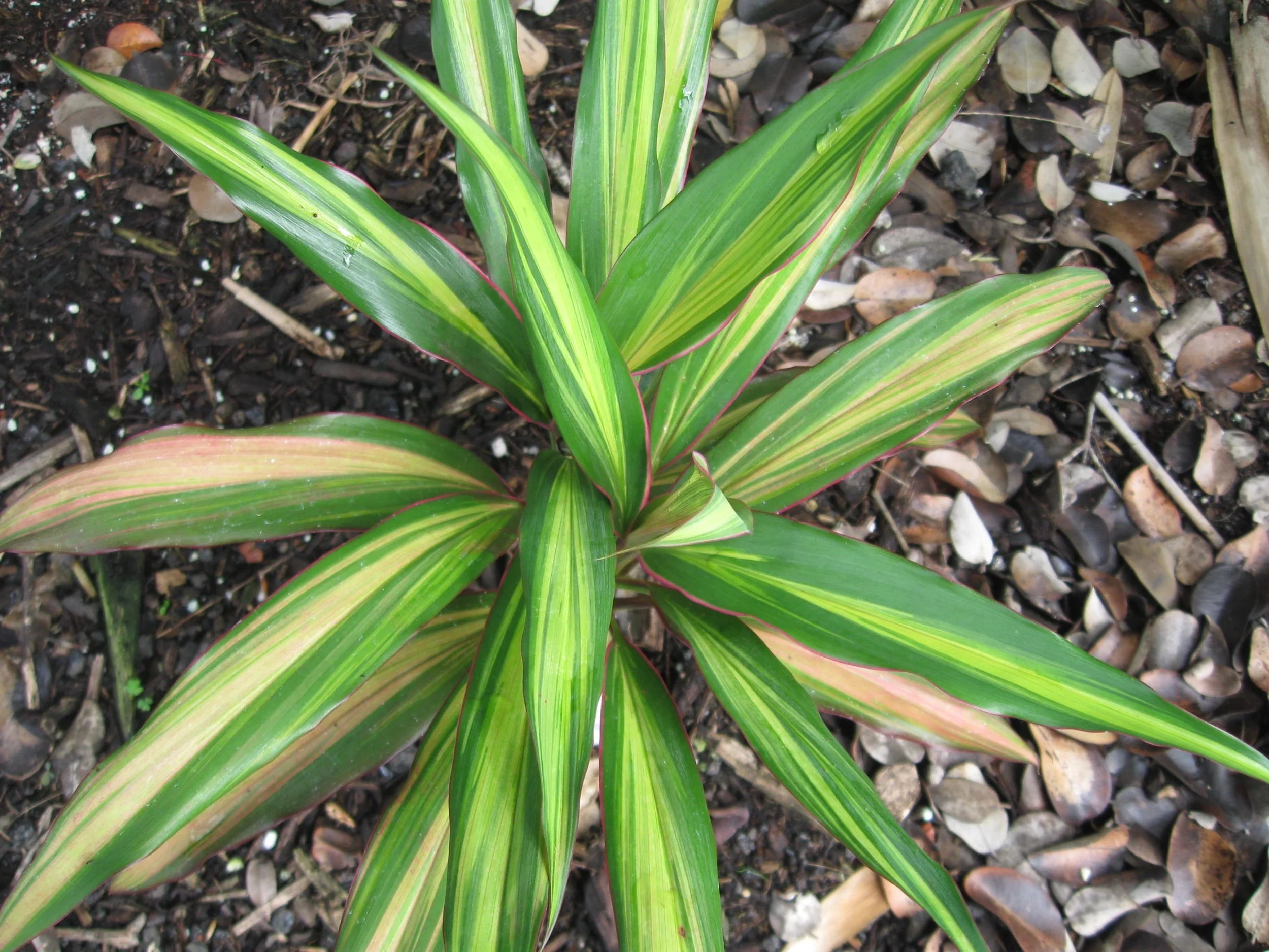 Cordyline terminalis 'Kiwi'.jpg