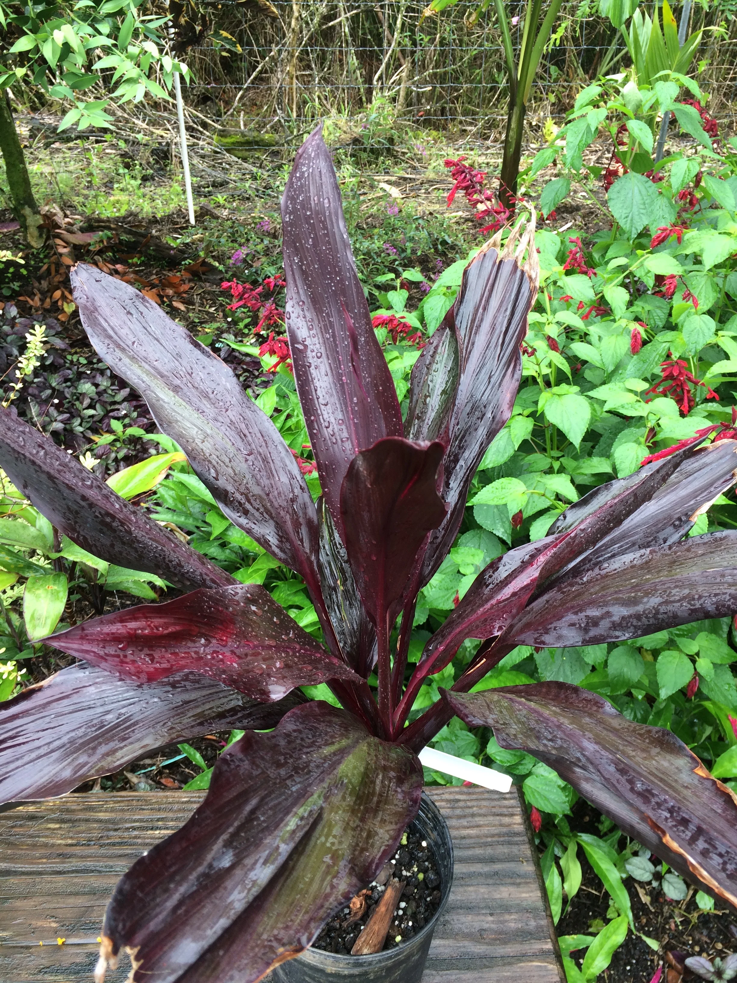 Cordyline terminalis 'Mata Hari'.jpg