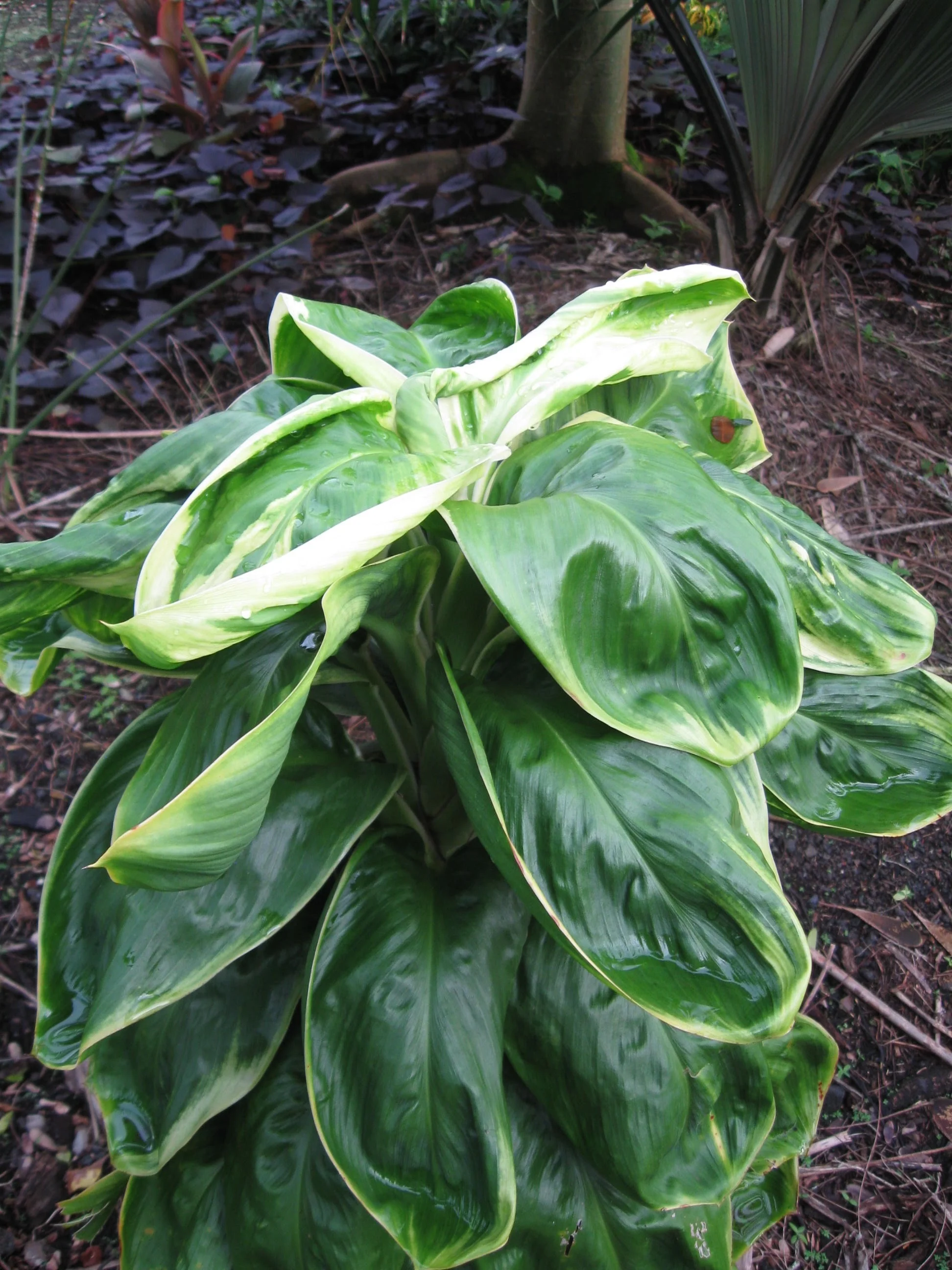 Cordyline terminalis ‘Naduge' (1).jpg