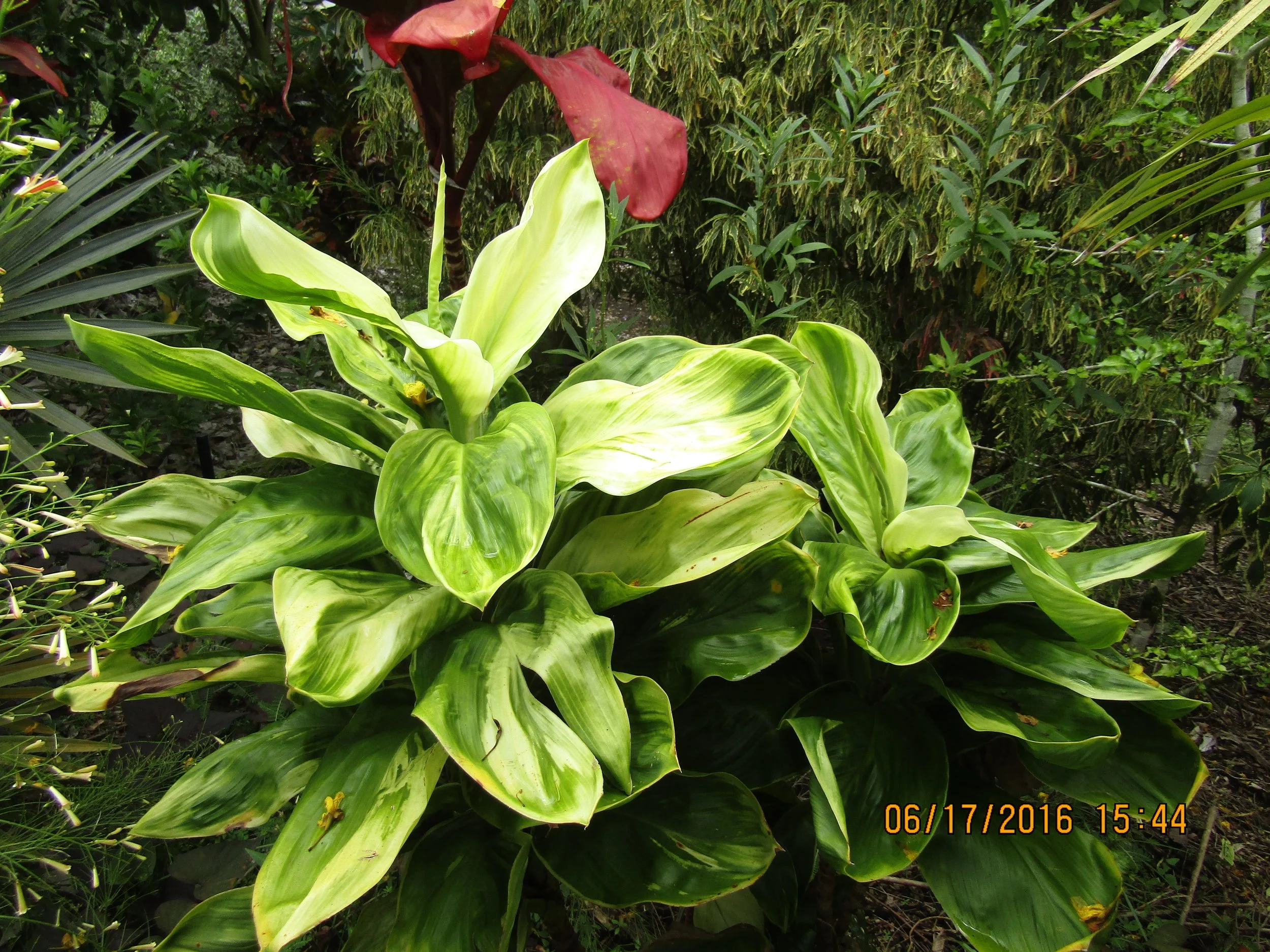 Cordyline terminalis ‘Naduge' (2).jpg