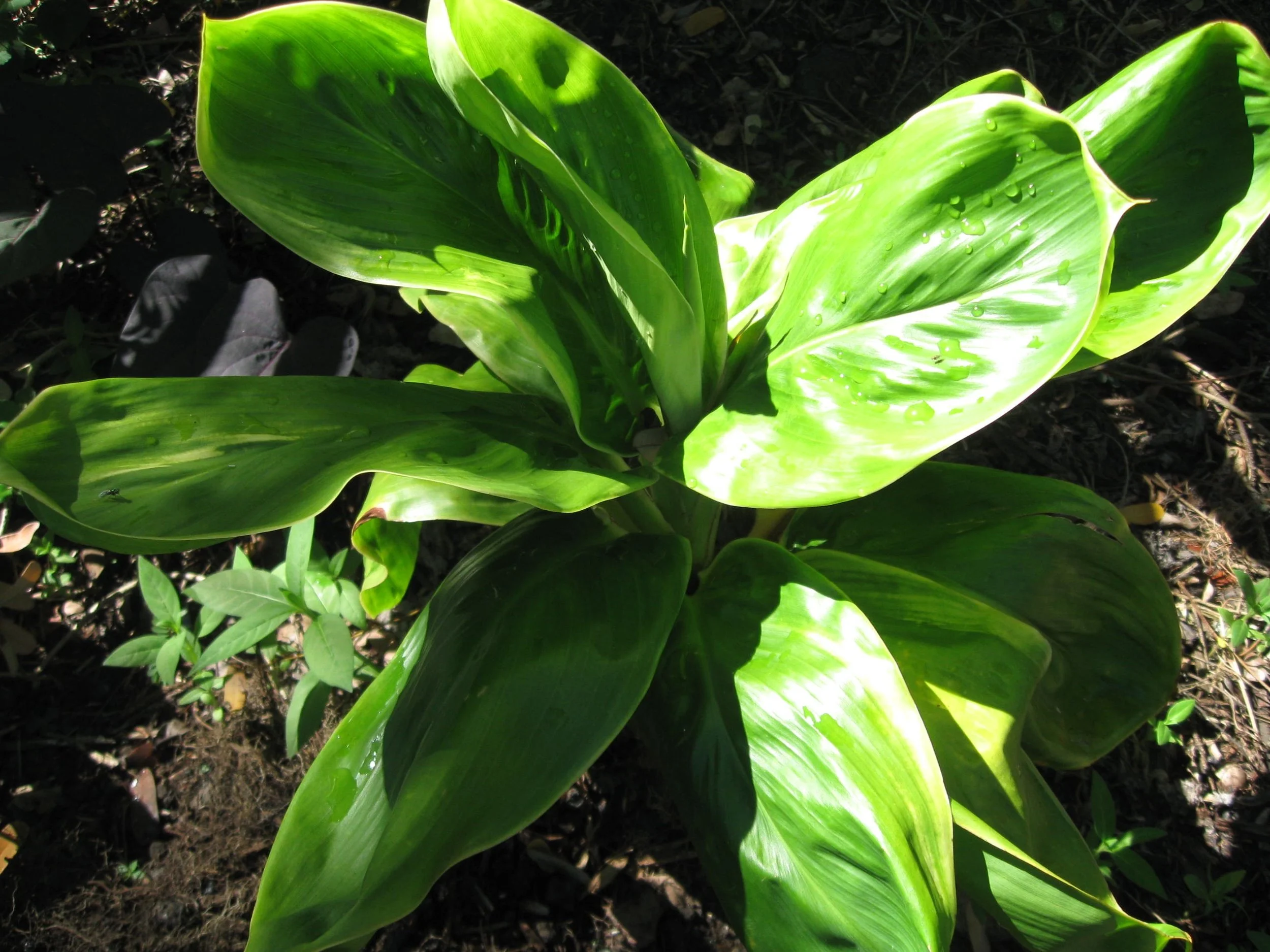 Cordyline terminalis ‘Naduge'.jpg