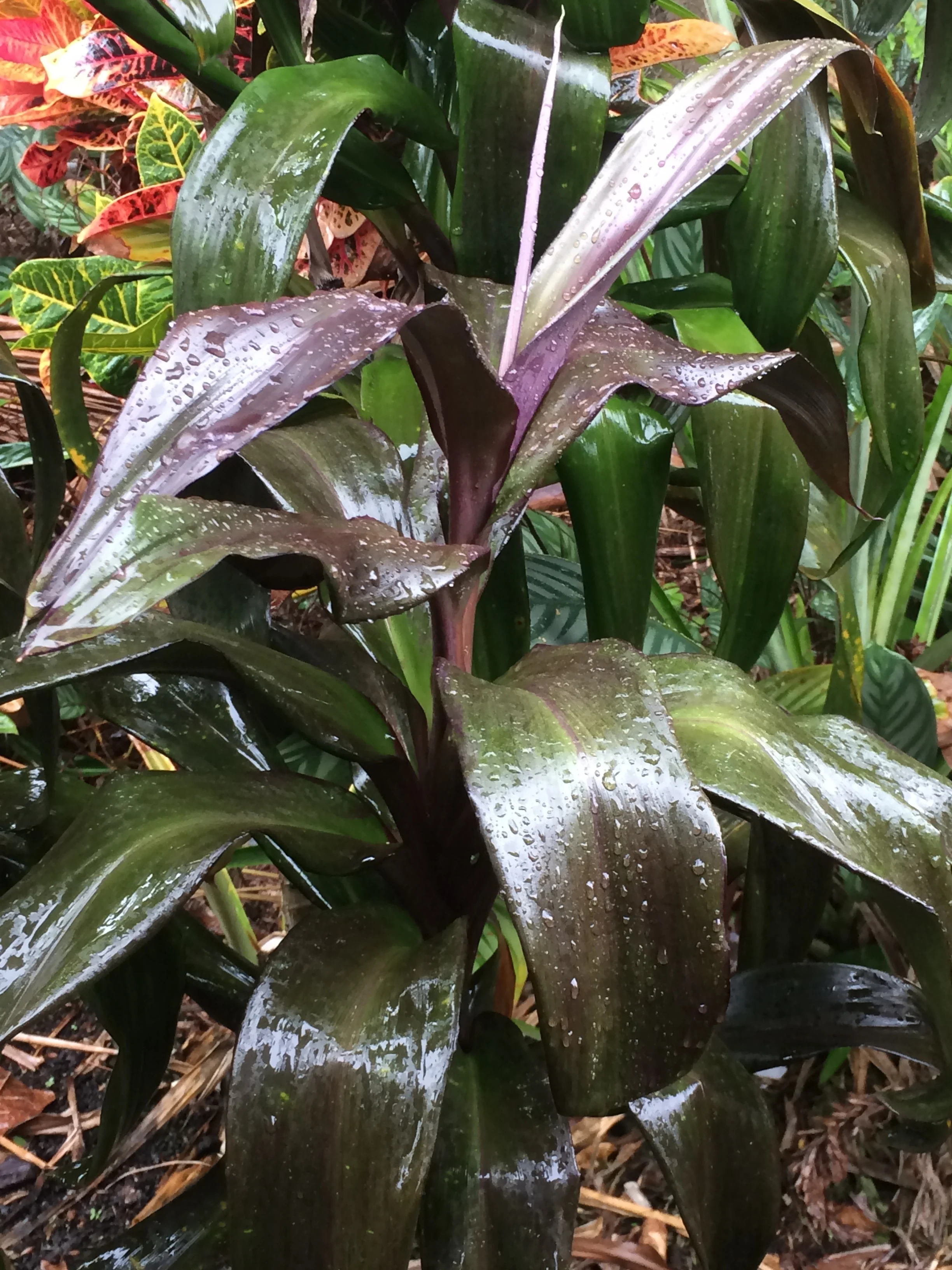 Cordyline terminalis ‘New Guinea Black -Wide Blade’ (3).jpg