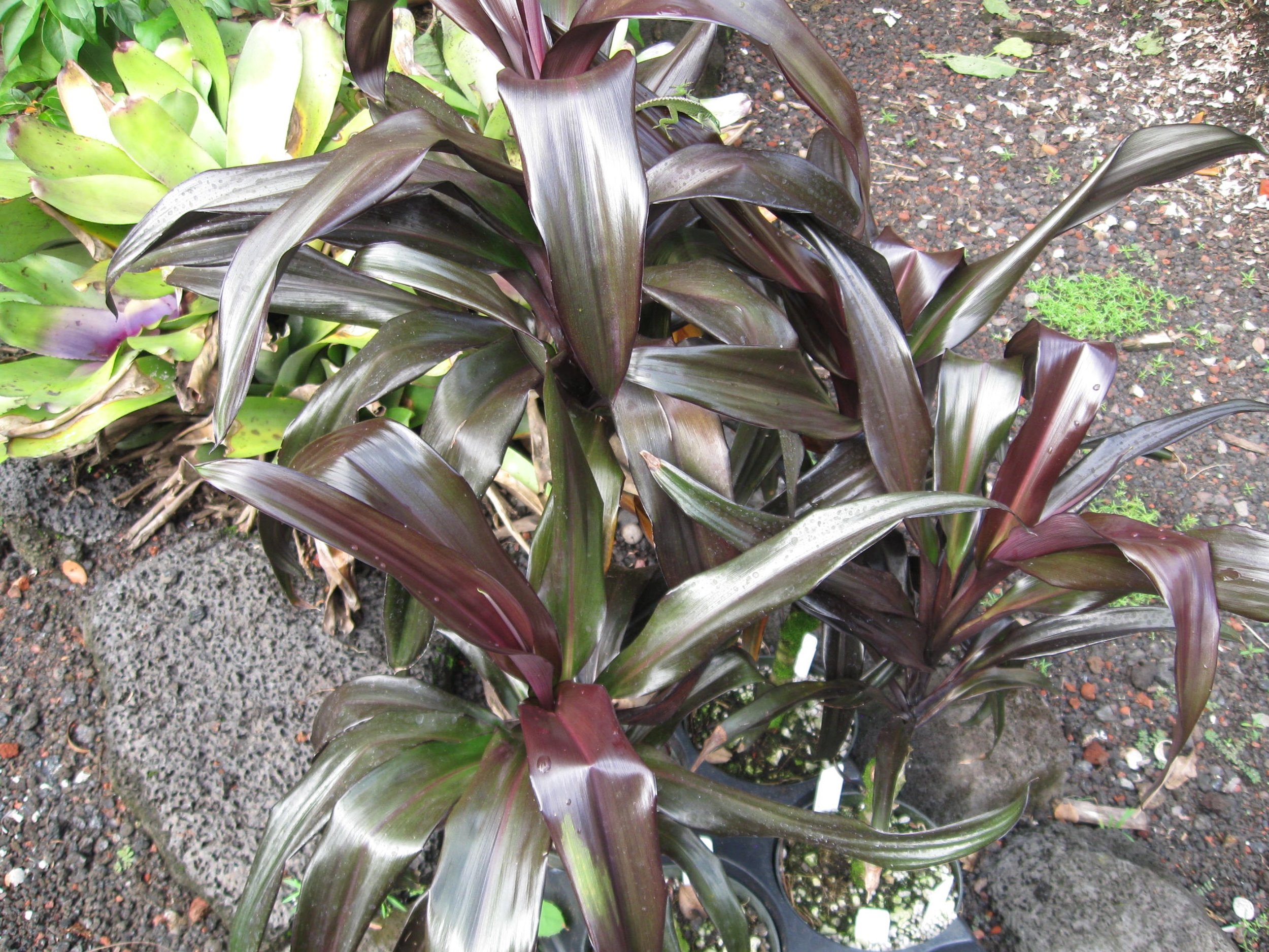 Cordyline terminalis ‘New Guinea Black -Wide Blade’.jpg