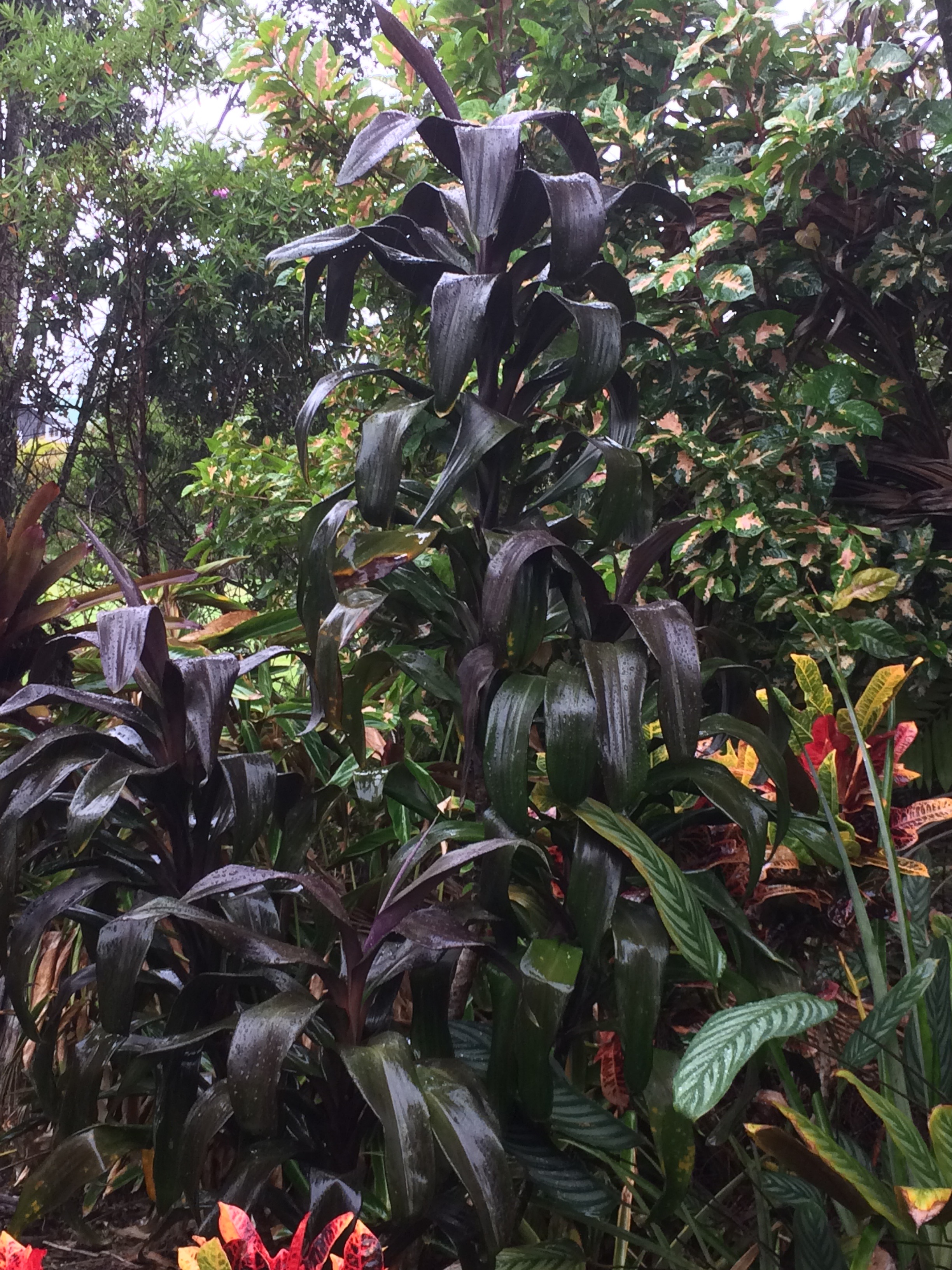 Cordyline terminalis ‘New Guinea Black -Wide Blade’ (2).jpg