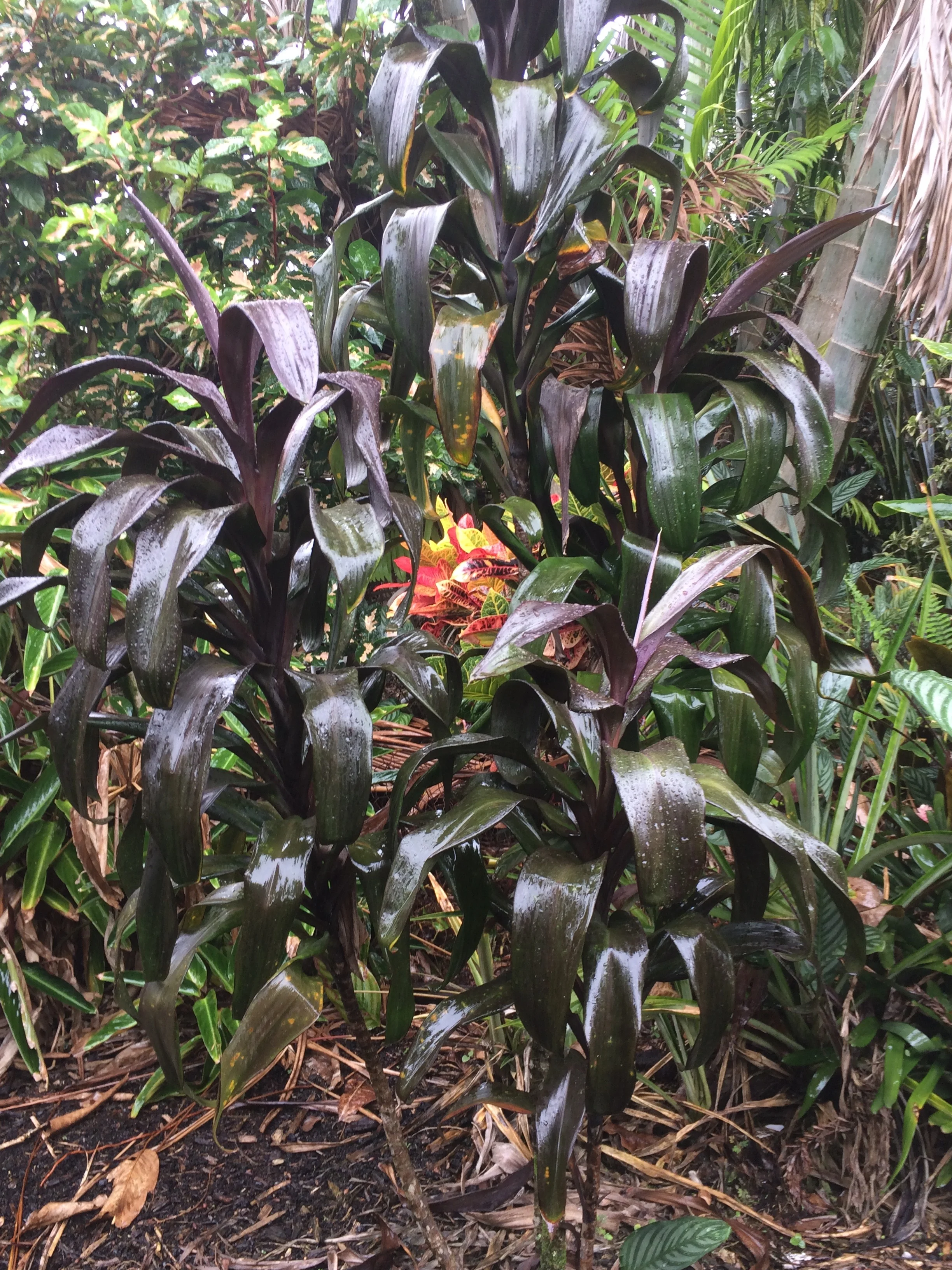 Cordyline terminalis ‘New Guinea Black -Wide Blade’ (4).jpg