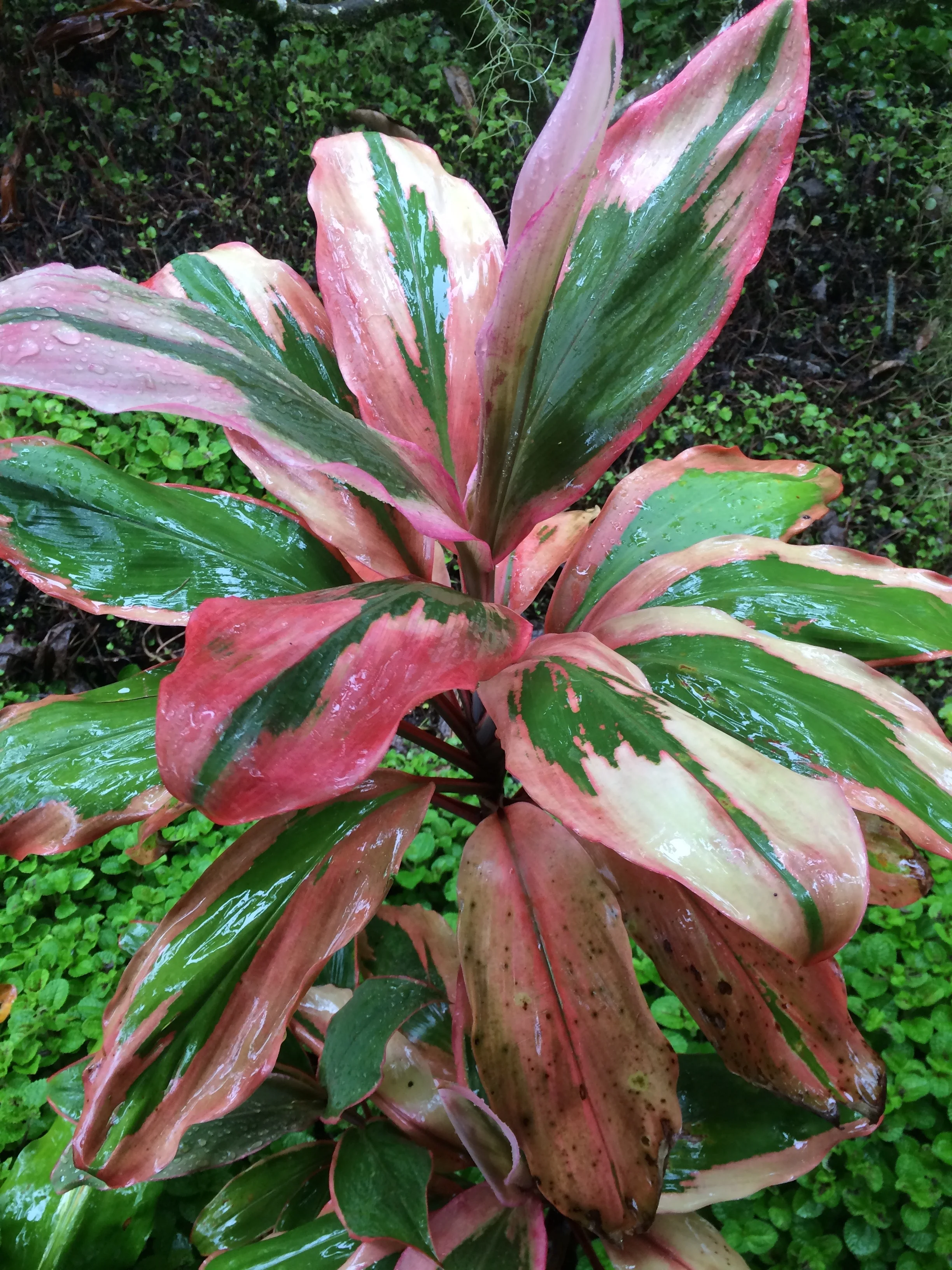 Cordyline terminalis ‘Orange Glow’ (1).jpg