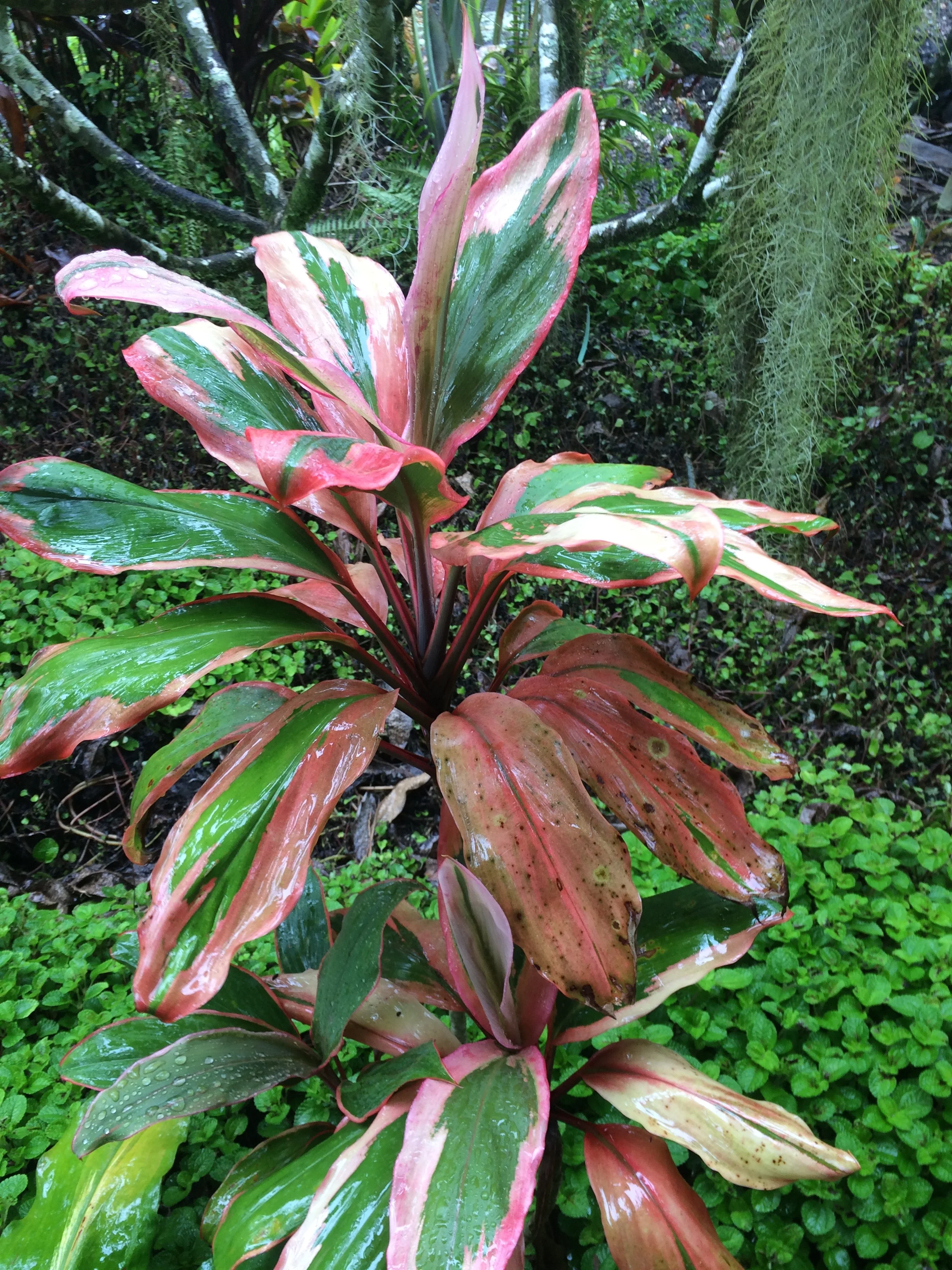 Cordyline terminalis ‘Orange Glow’.jpg