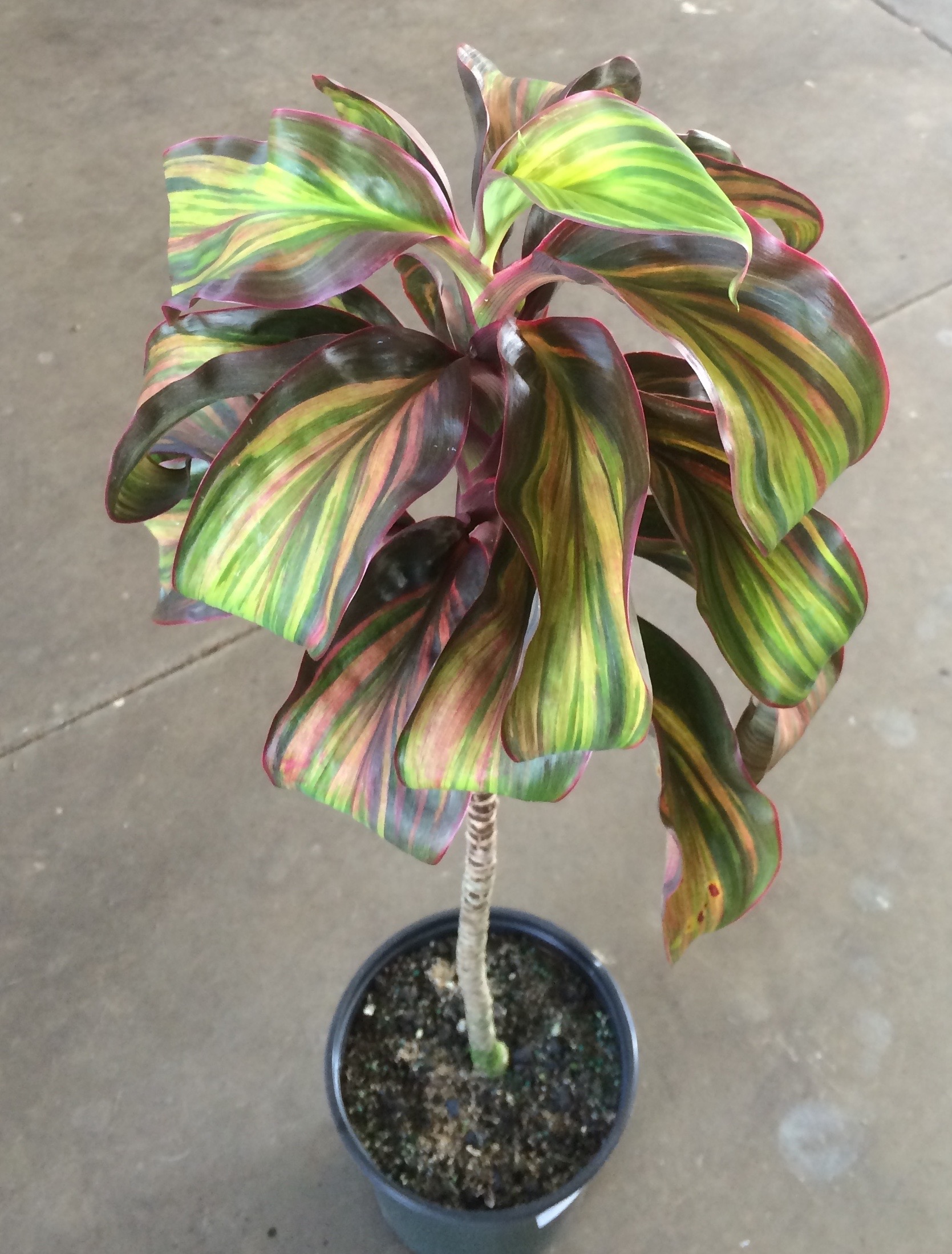 Cordyline terminalis 'Pappatee'.jpg