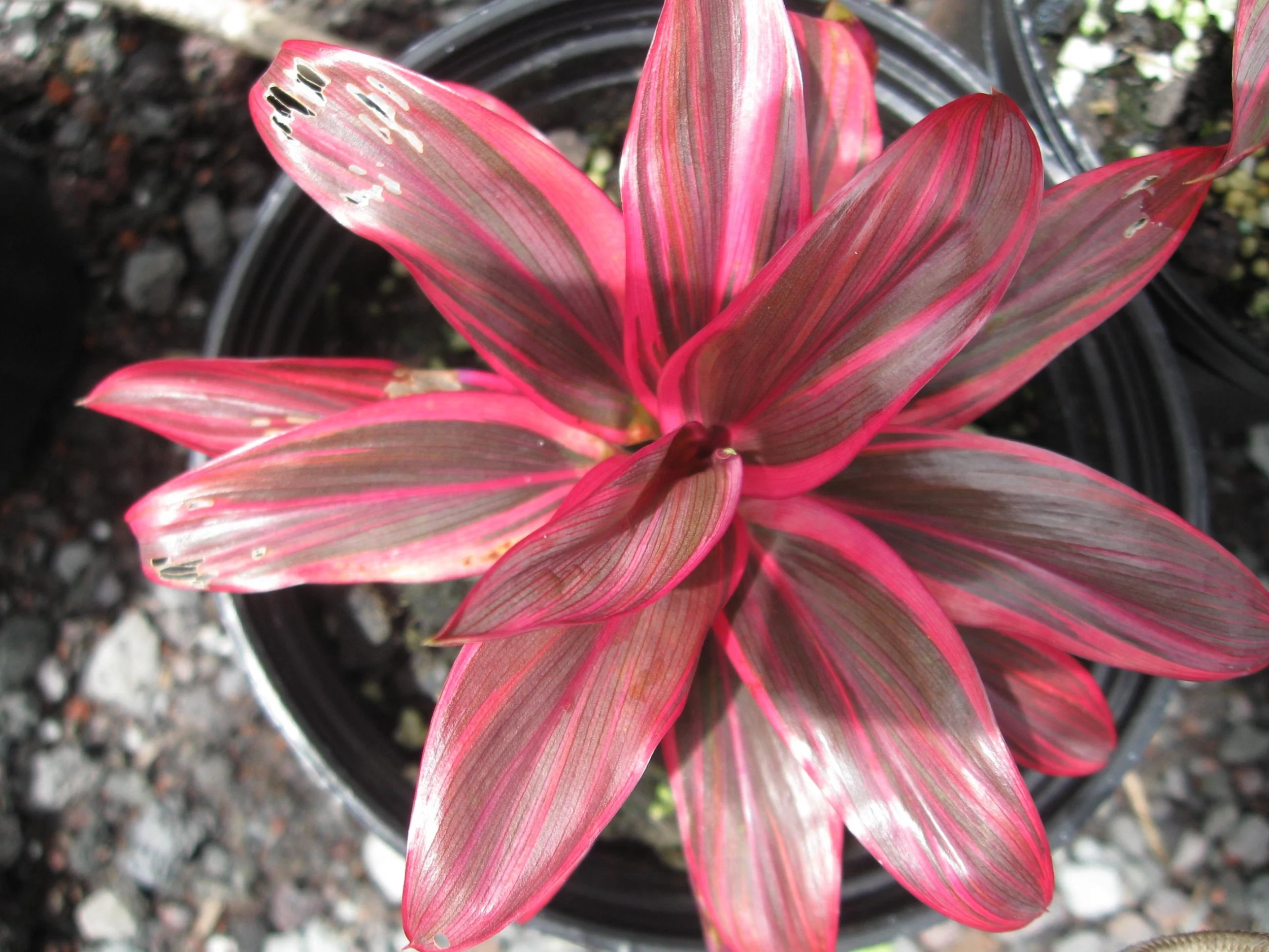 Cordyline terminalis 'Princess Kyla Mini'.jpg
