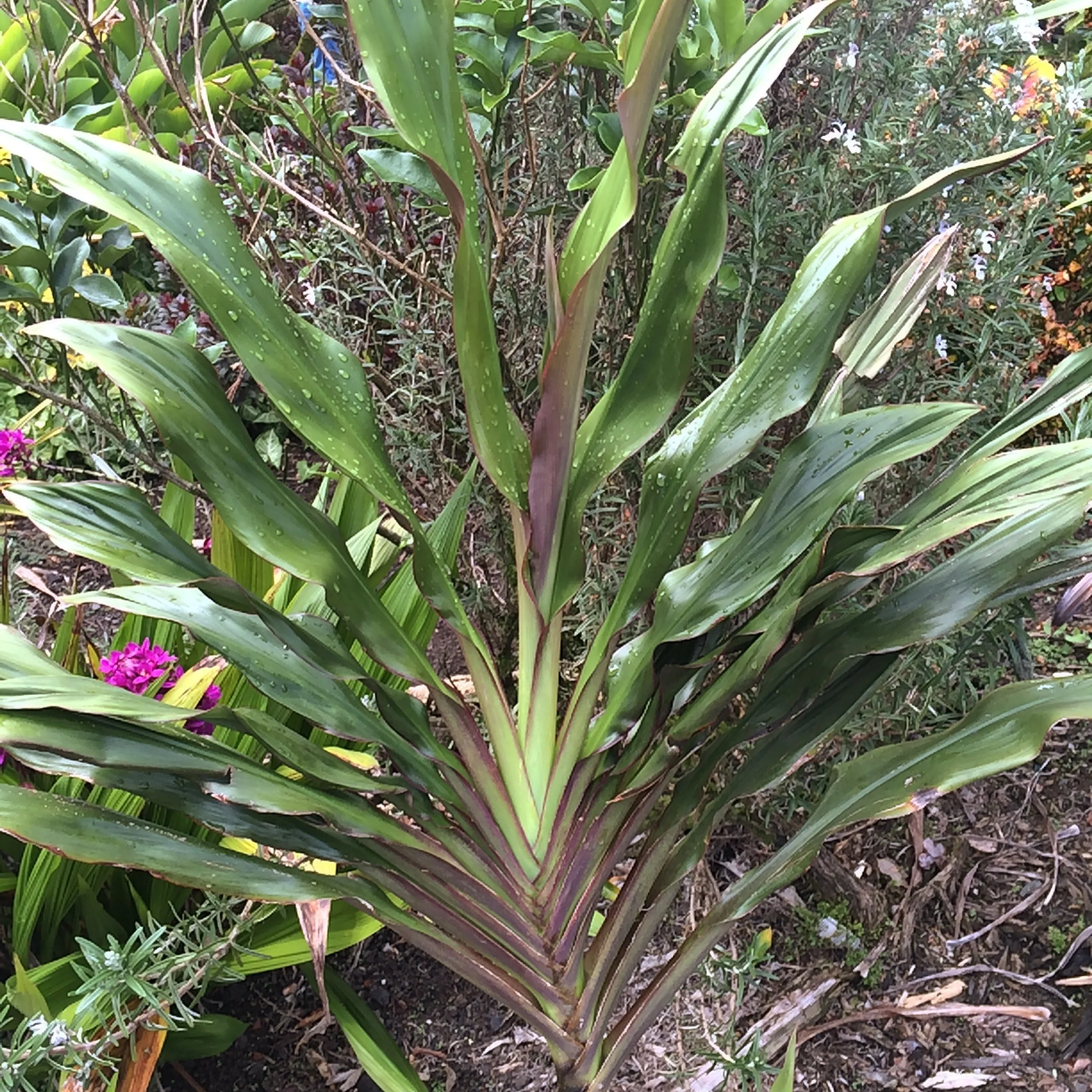 Cordyline terminalis 'Show Girl' (1).jpg