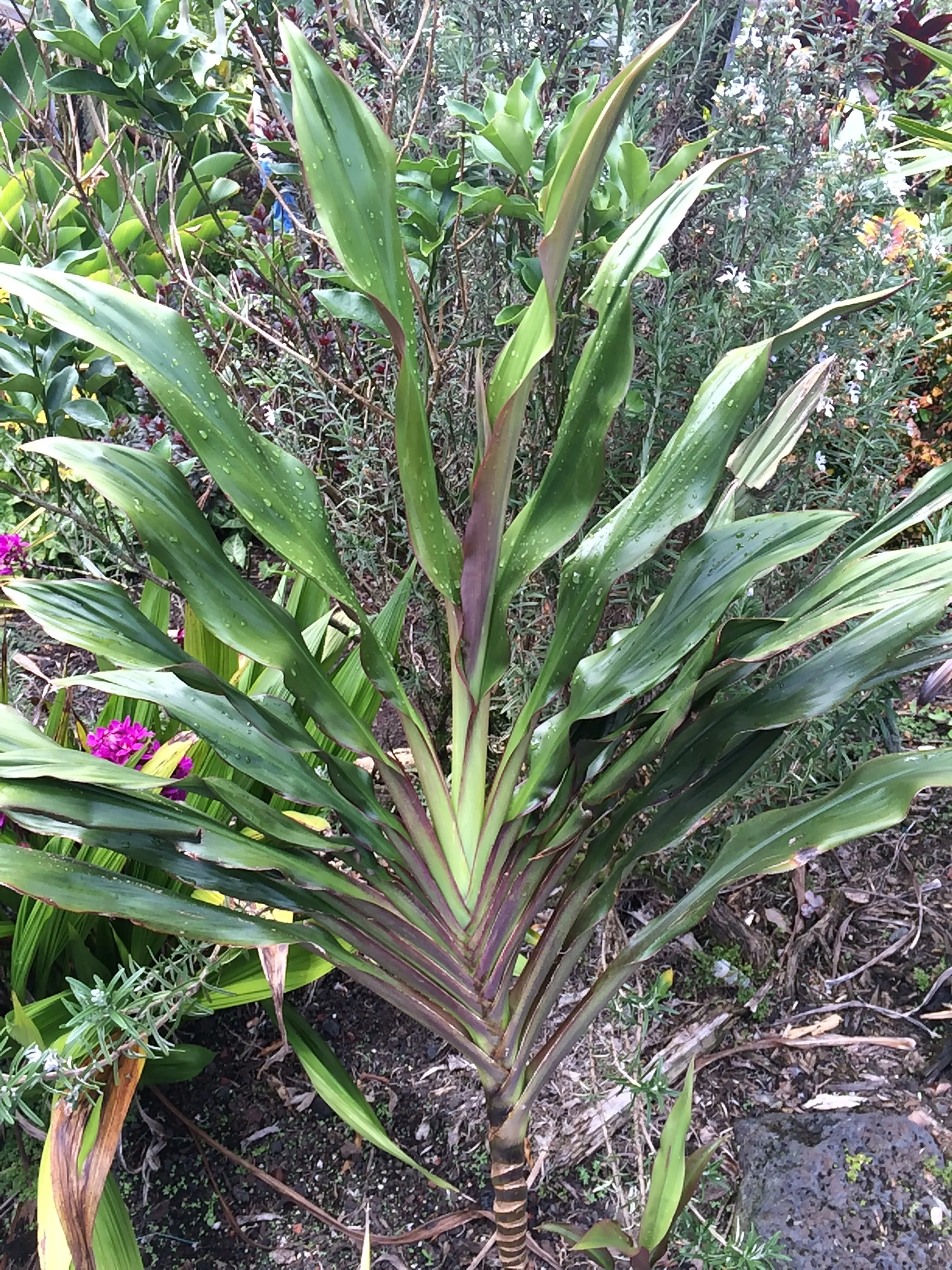 Cordyline terminalis 'Show Girl'.jpg