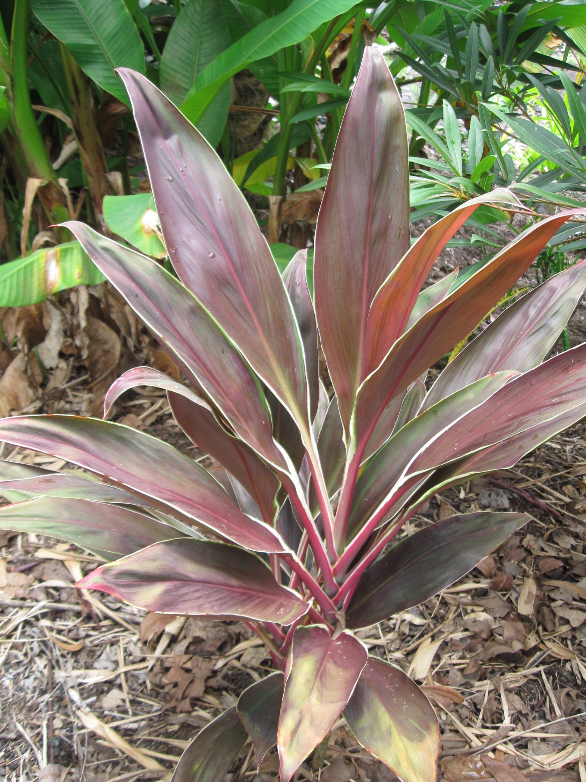Cordyline terminalis 'Tartan' (2).jpg