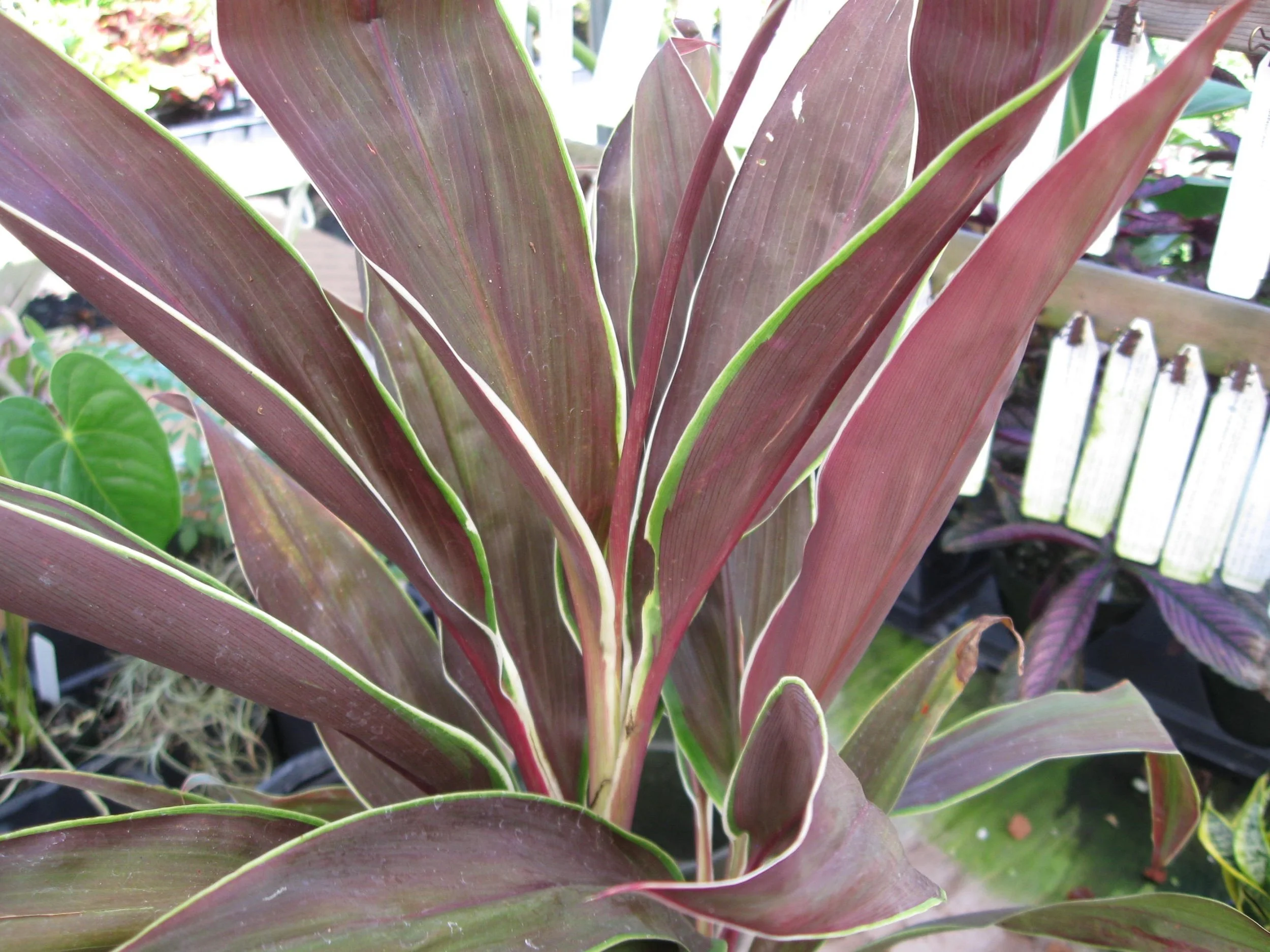 Cordyline terminalis 'Tartan'.jpg