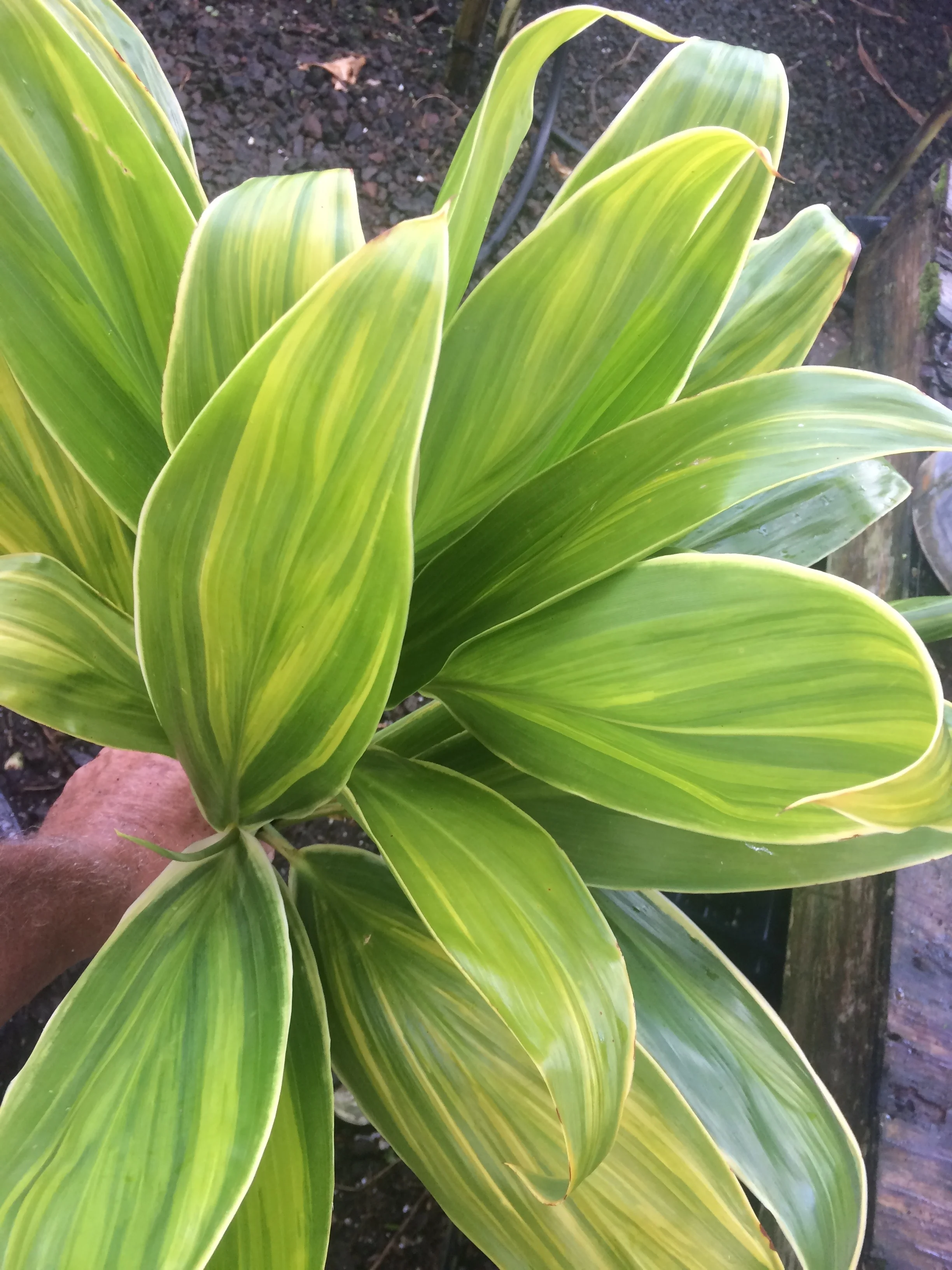 Cordyline terminalis 'Ua Poa' (1).jpg