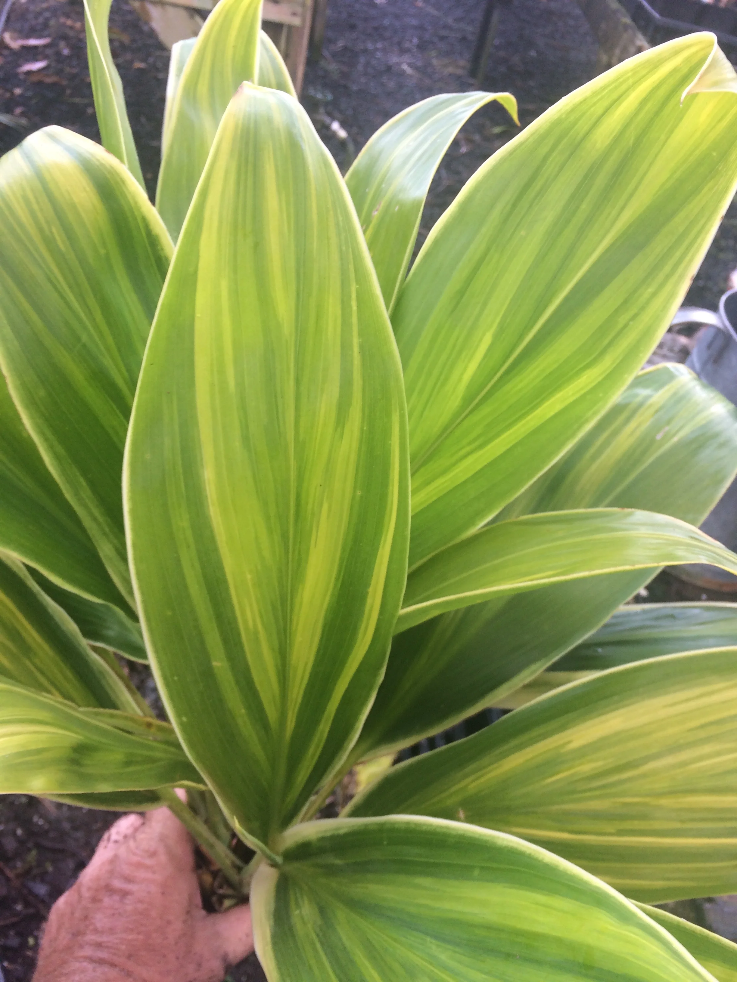 Cordyline terminalis 'Ua Poa'.jpg