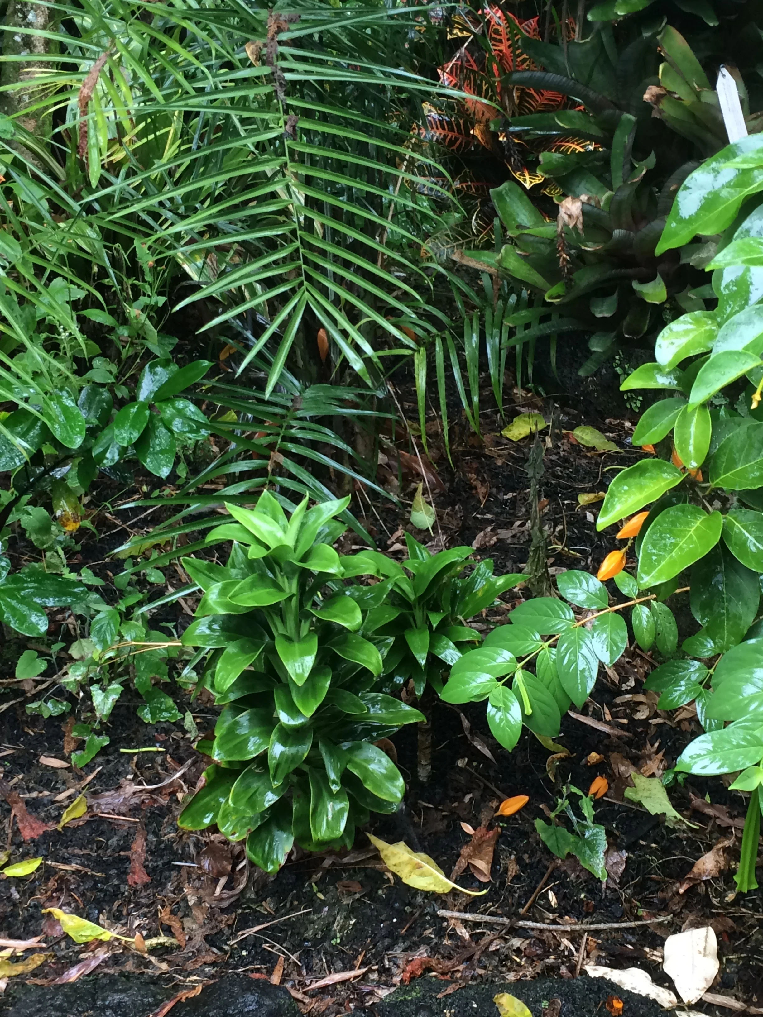 Cordyline terminalis (mini green leaf) (1).jpg