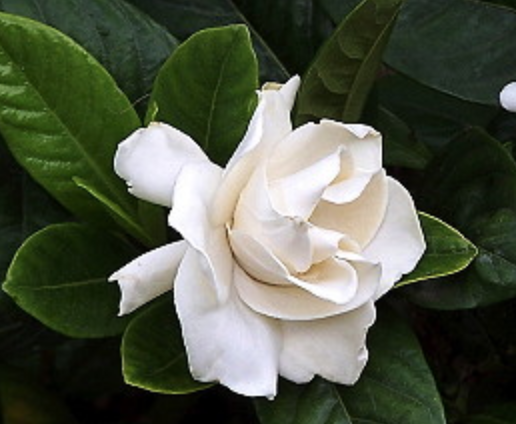 Gardenia jasminoides 'Glazerii’.png