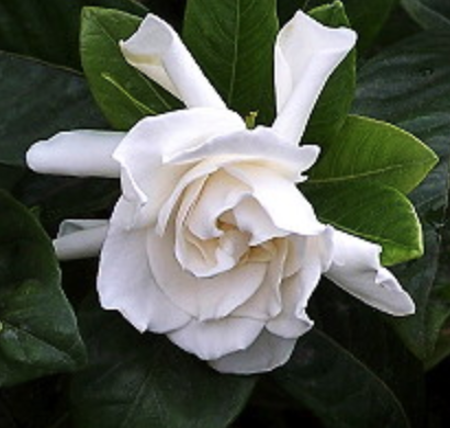 Gardenia jasminoides 'Glazerii’2.png