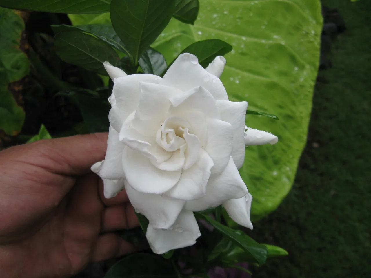 Gardenia jasminoides 'Miami Supreme’ (1).jpg