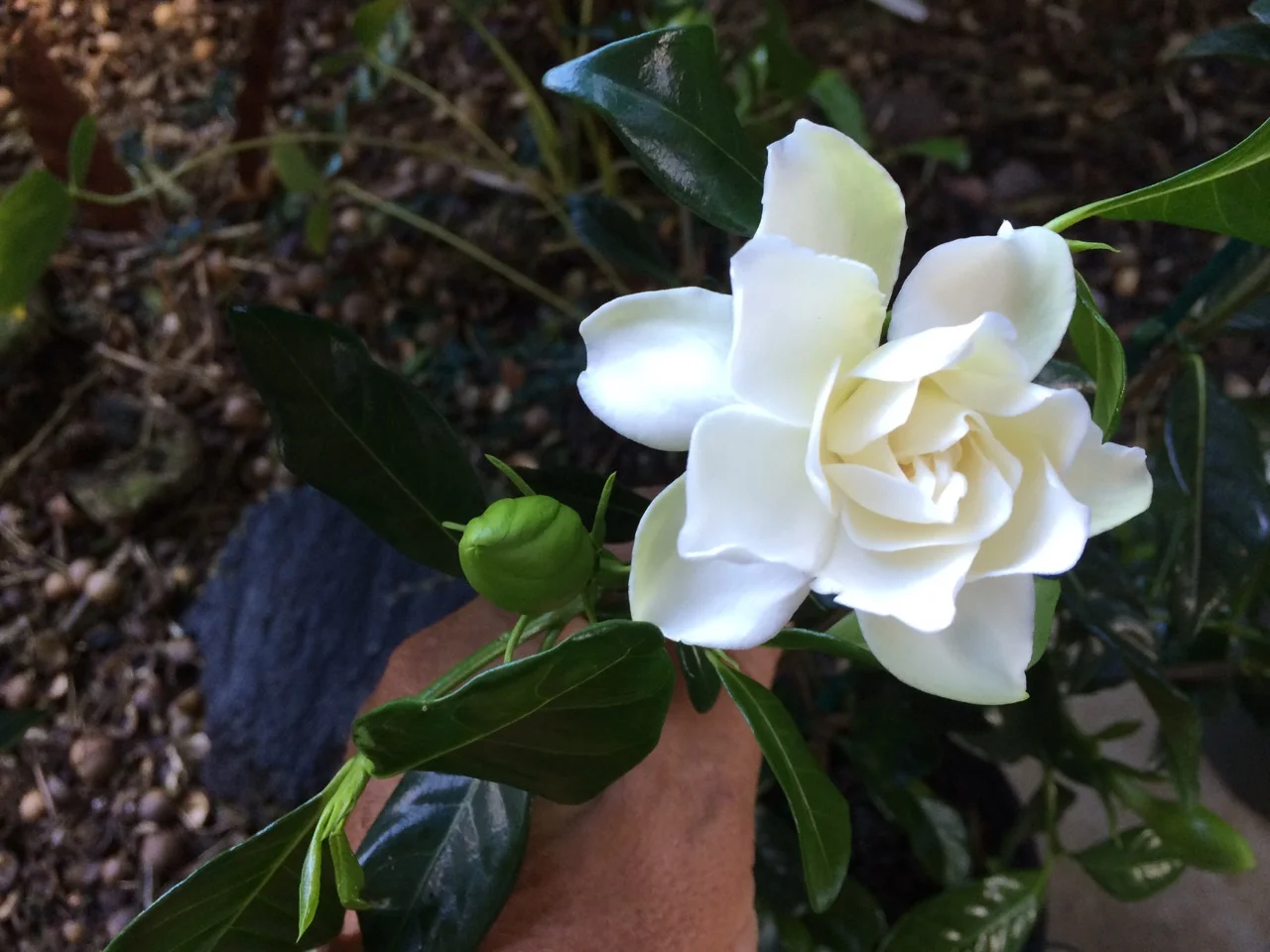 Gardenia jasminoides 'Veitchii' (1).jpg