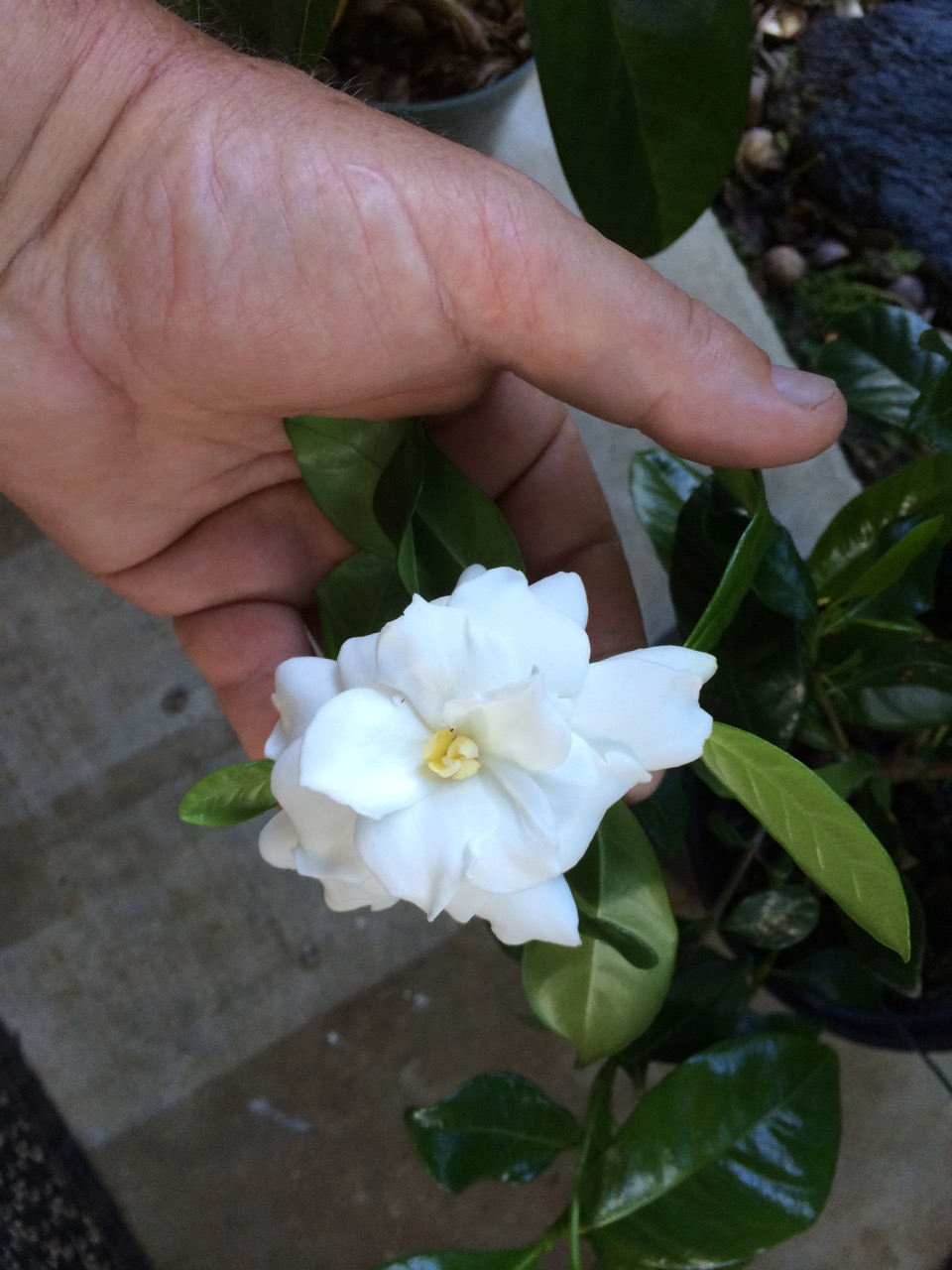 Gardenia jasminoides 'Veitchii'.jpg