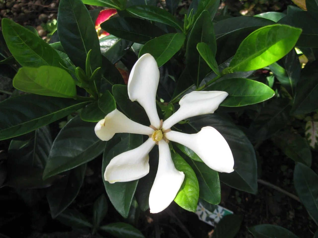 Gardenia vietnamensis (1).jpg