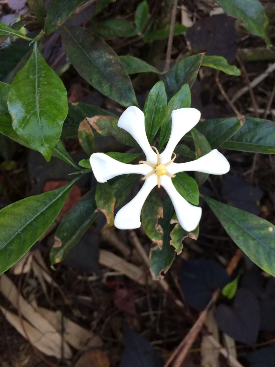 Gardenia vietnamensis (2).jpg