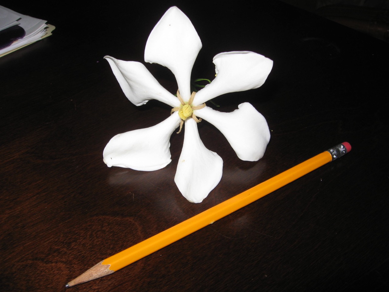 Gardenia vietnamensis (3).jpg