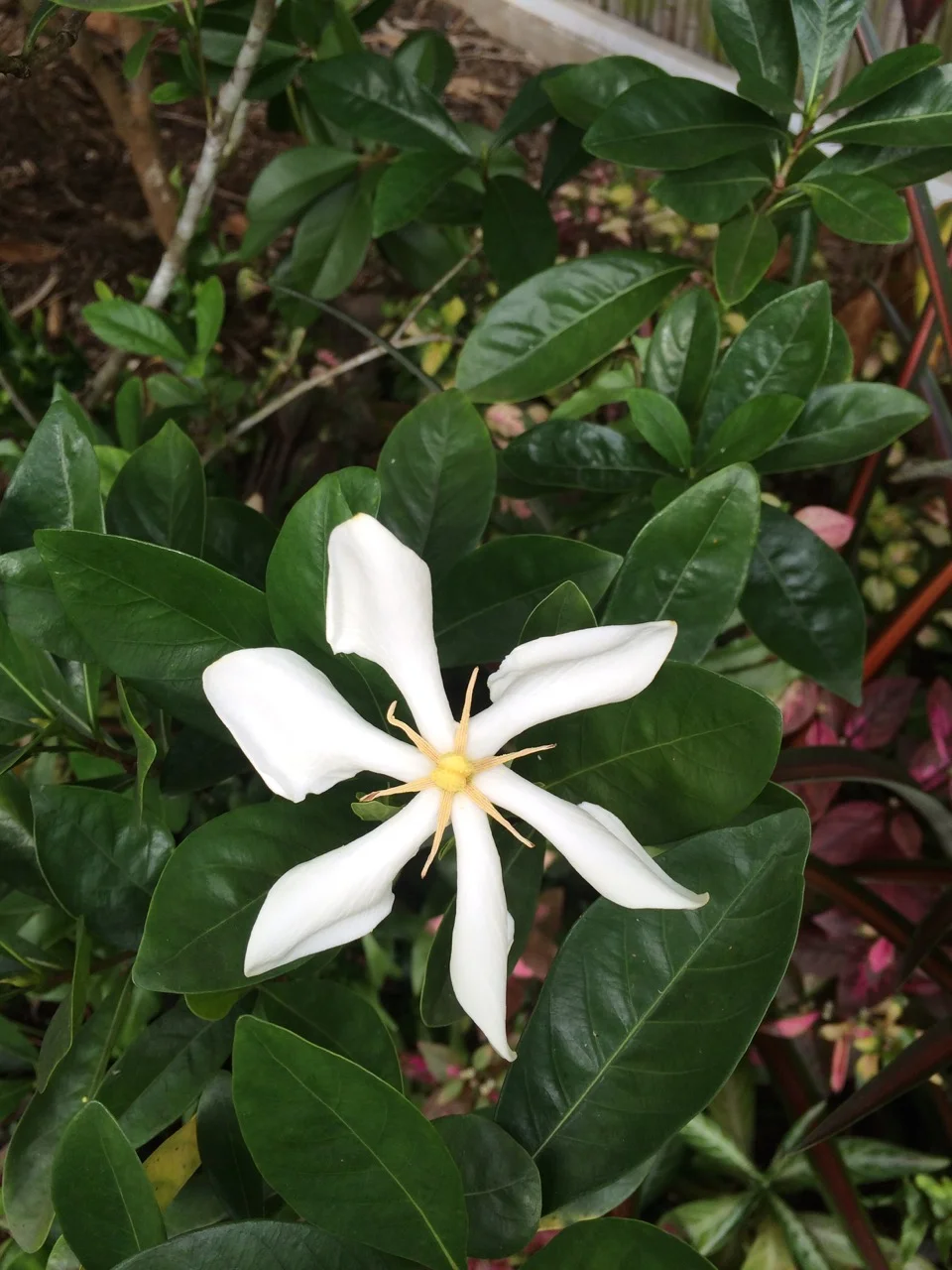 Gardenia vietnamensis (4).jpg