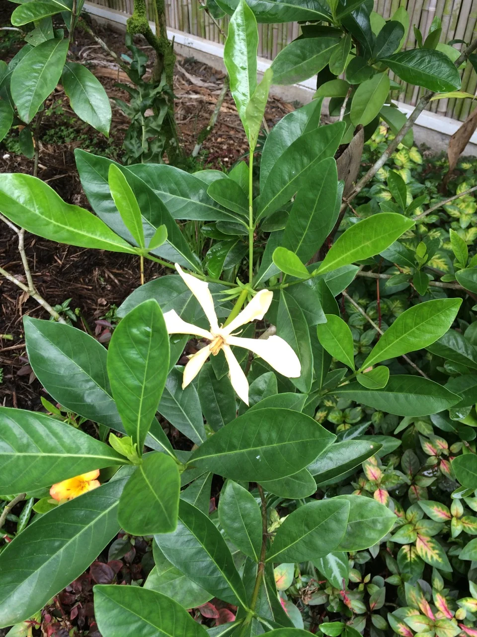 Gardenia vietnamensis.jpg