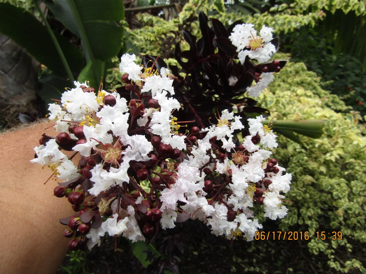 Lagerstroemia indica 'Ebony and Ivory'.jpg