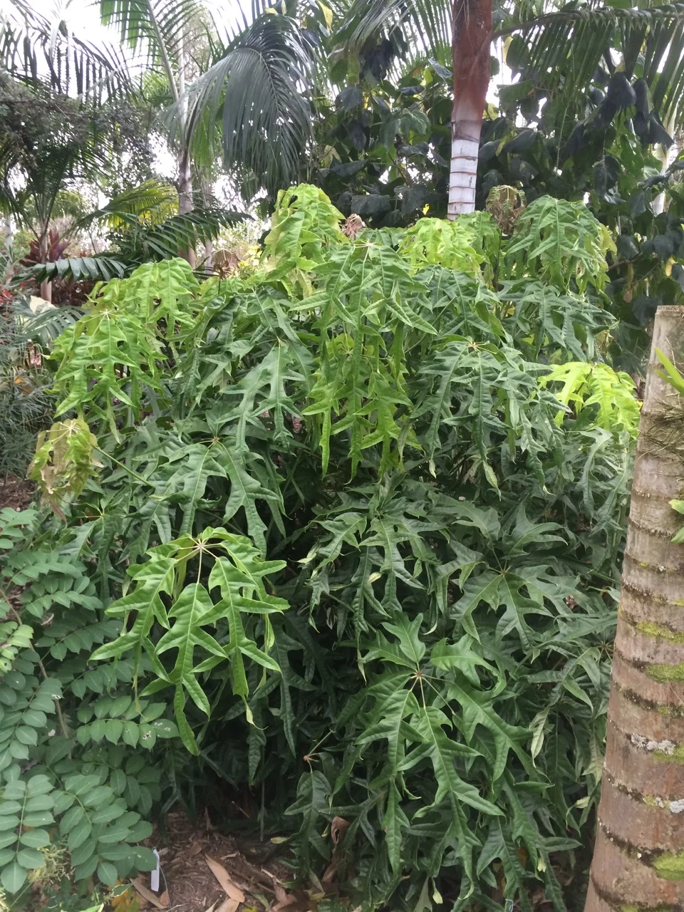 Schefflera 'Nova' (1).jpg