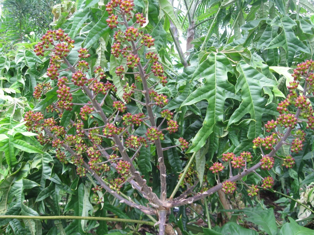 Schefflera schizophylla 'Nova' — Vintage Green Farms with Tom Piergrossi