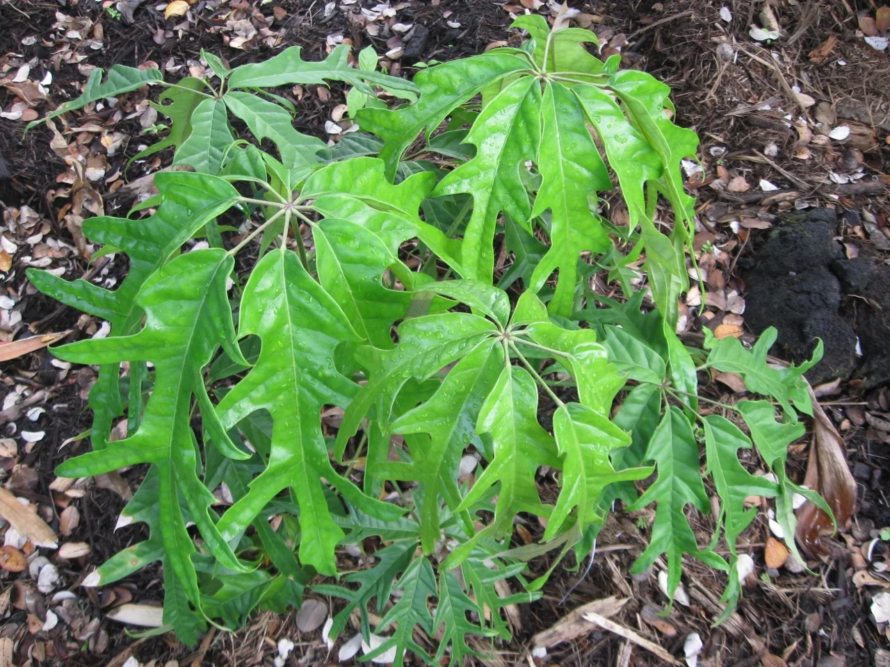 Schefflera 'Nova'.jpg