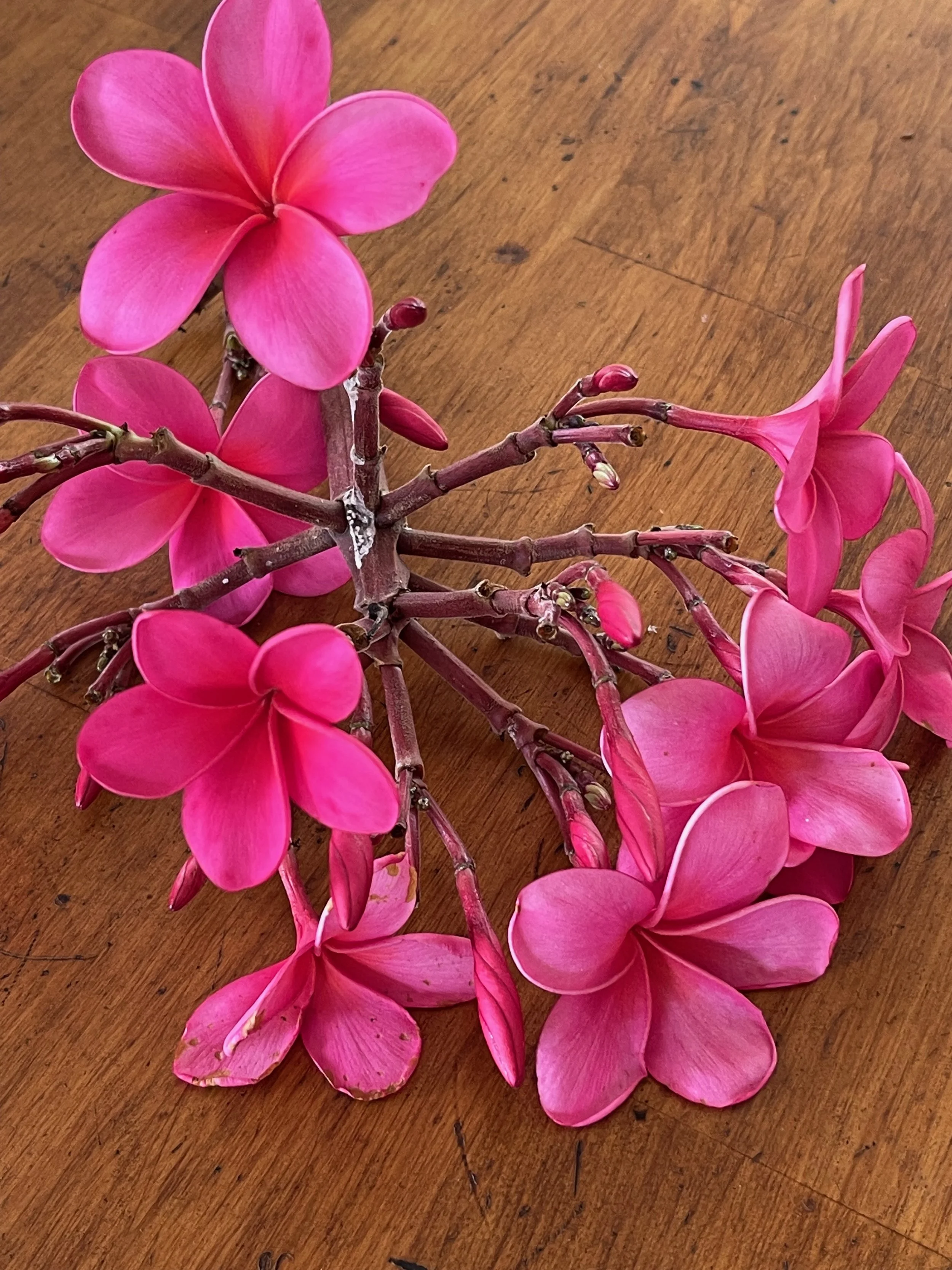 Plumeria rubra 'Laguna Pink' ('Plastic Pink' - ('Royal Hawaiian') (4).jpeg