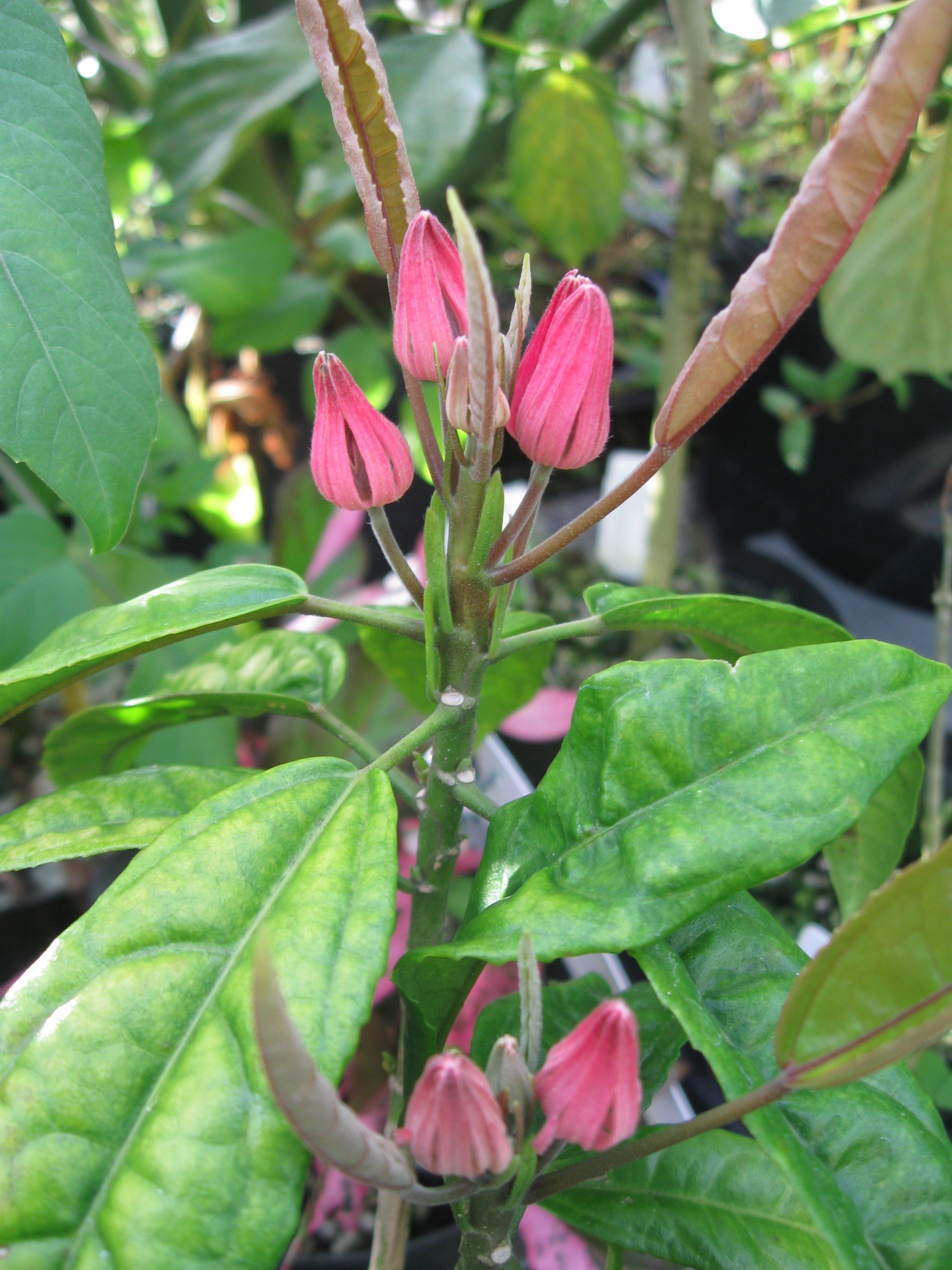 Pavonia multiflora (1).jpg