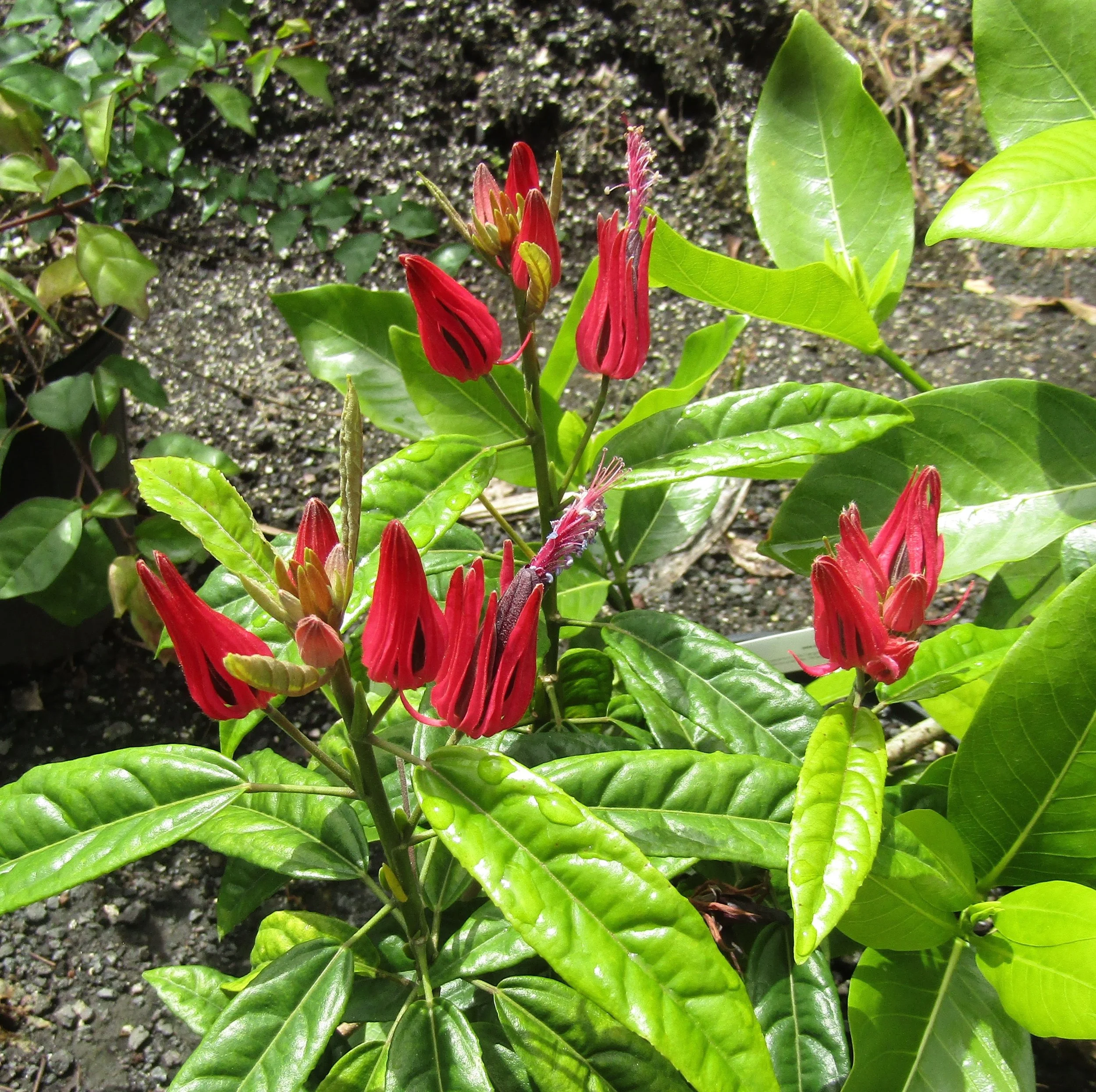 Pavonia multiflora (2).jpg
