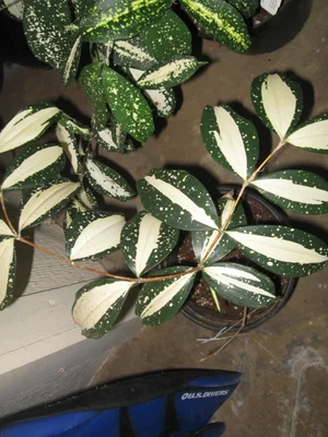 Dracaena surculosa (D. godseffiana) 'Milky Way'  Vintage Green Farms with  Tom Piergrossi