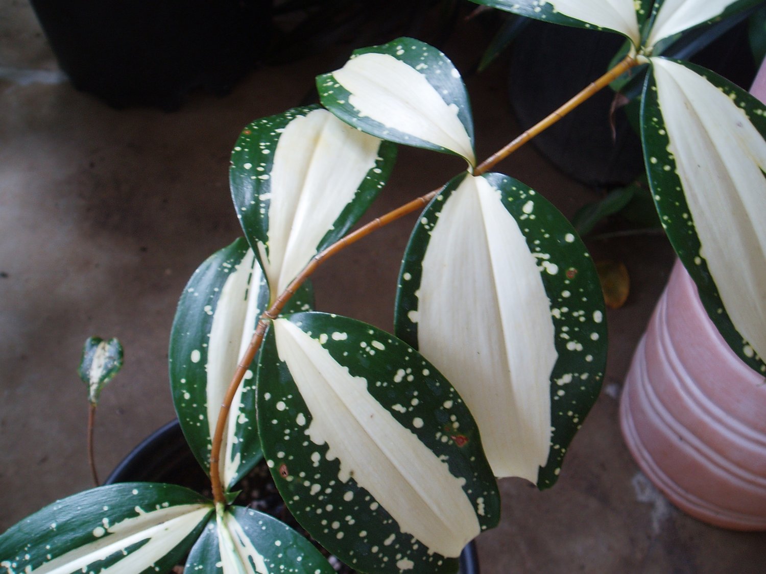 efeutute winter Epipremnum Pinnatum 'Blue Form' (Efeutute) – Foliage Dreams main image 0