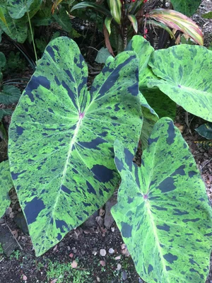 Colocasia esculenta 'Mojito'  Vintage Green Farms with Tom Piergrossi