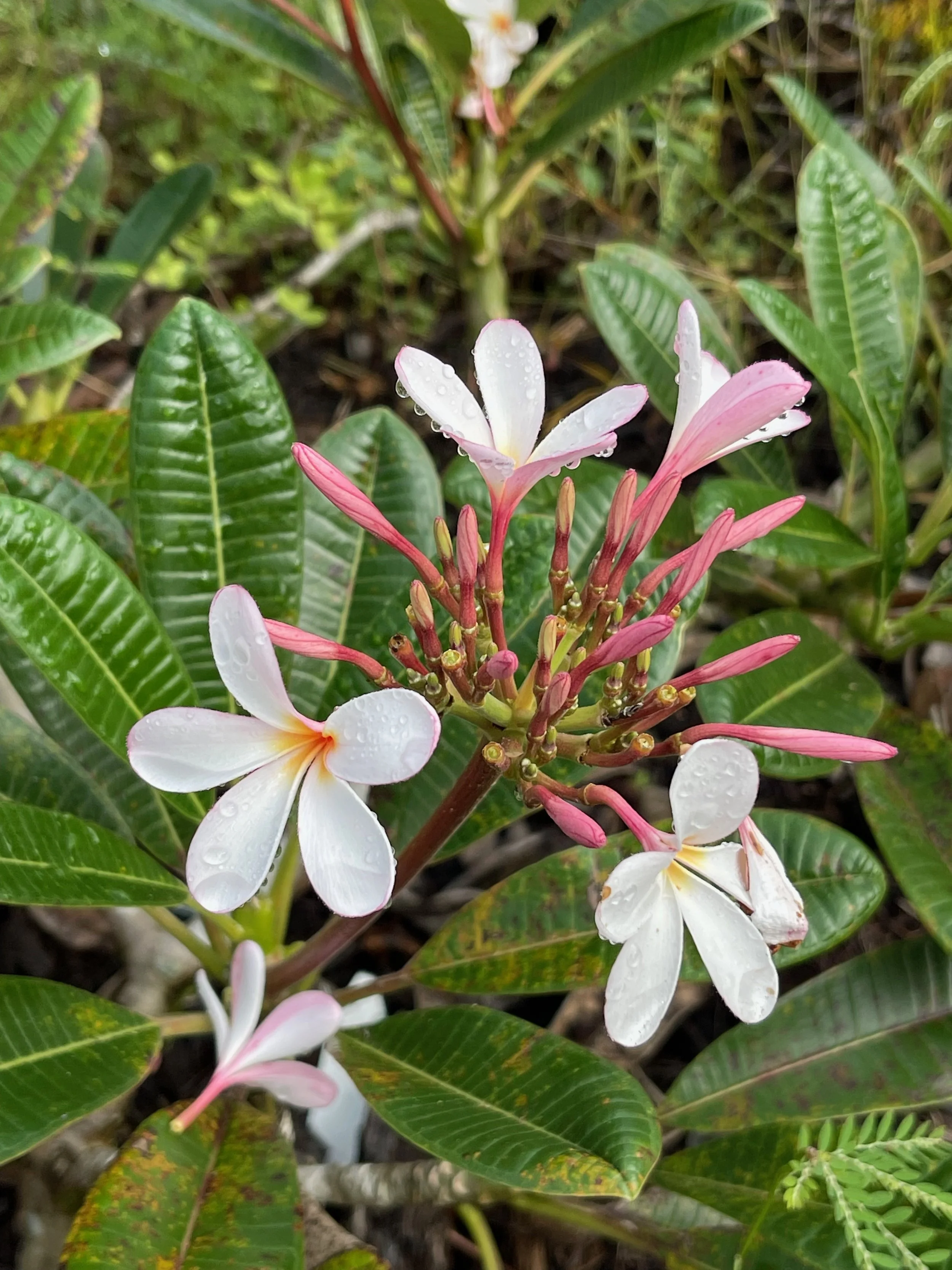 Plumeria obtusa 'Dwarf Singapore Pink' (2).jpeg