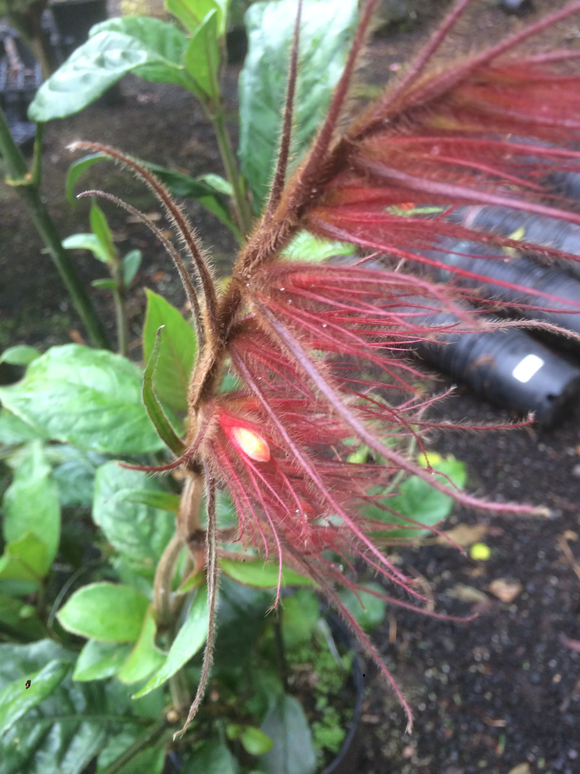 Sanchezia sanmartinensis (5).jpg