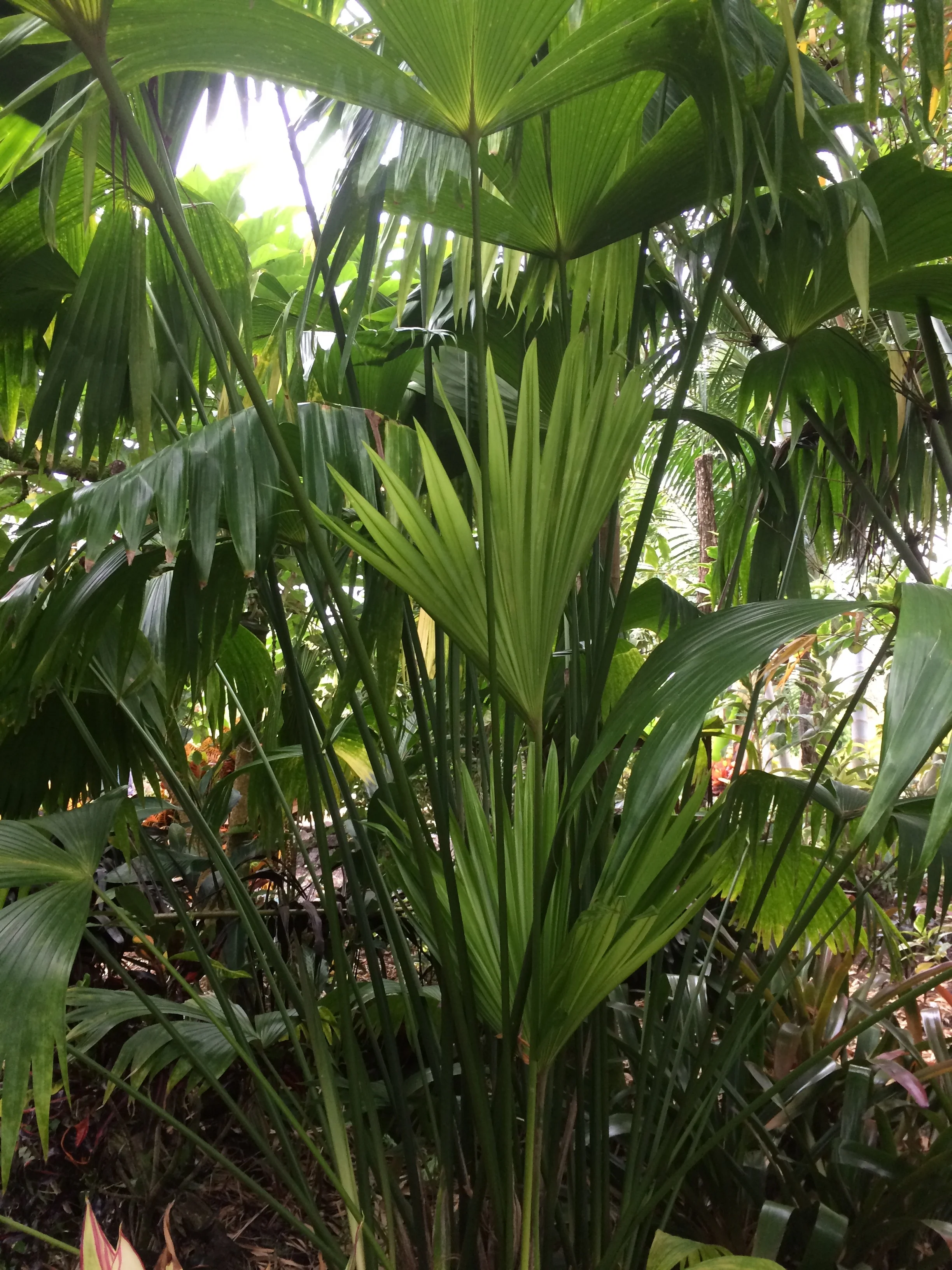 Carludovica palmata (1).jpg