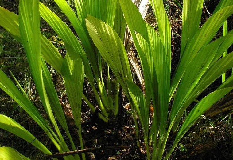 Ludovia lancifolia — Vintage Green Farms with Tom Piergrossi