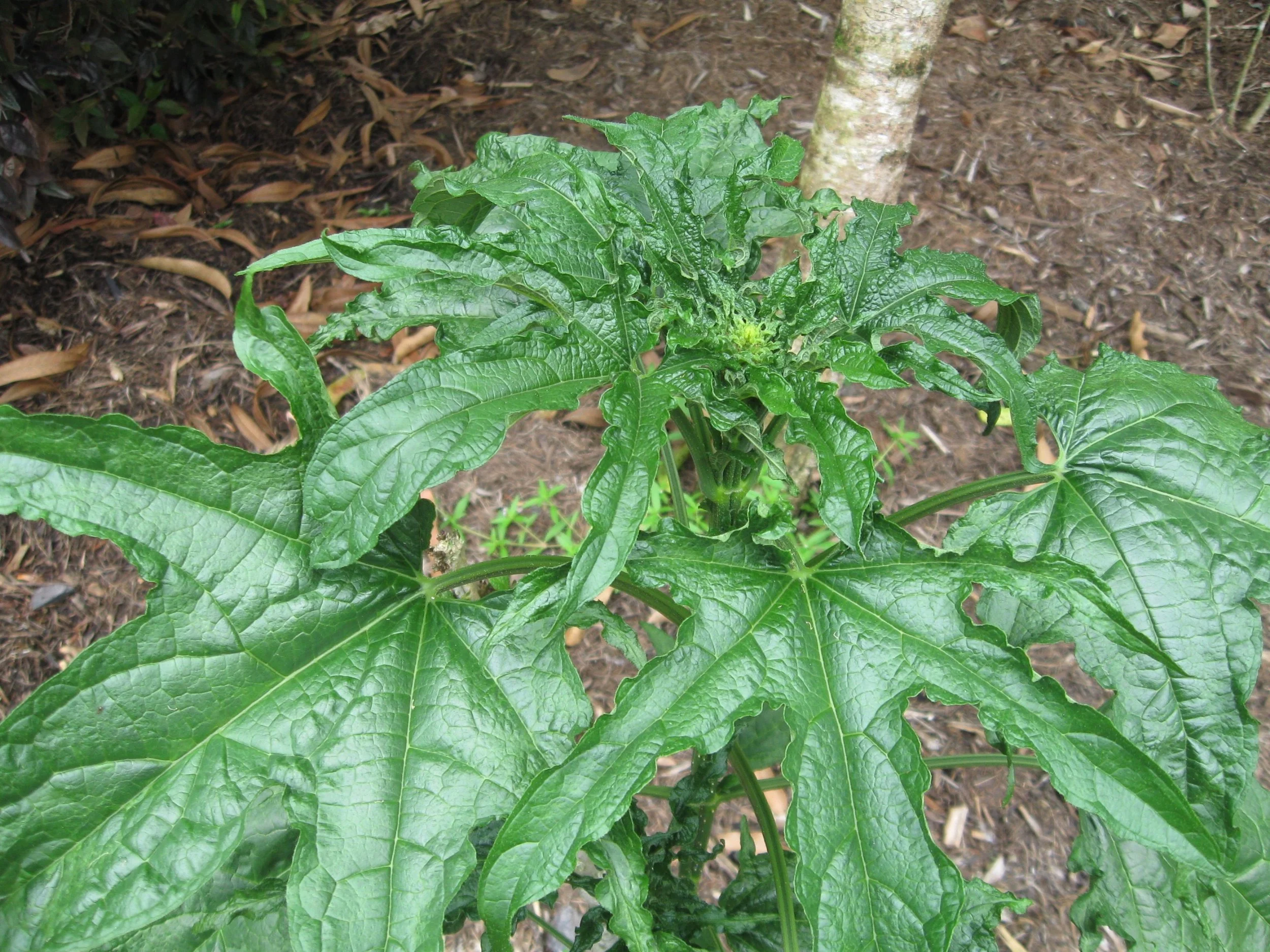 Clerodendrum palmatalobotum (1).jpg