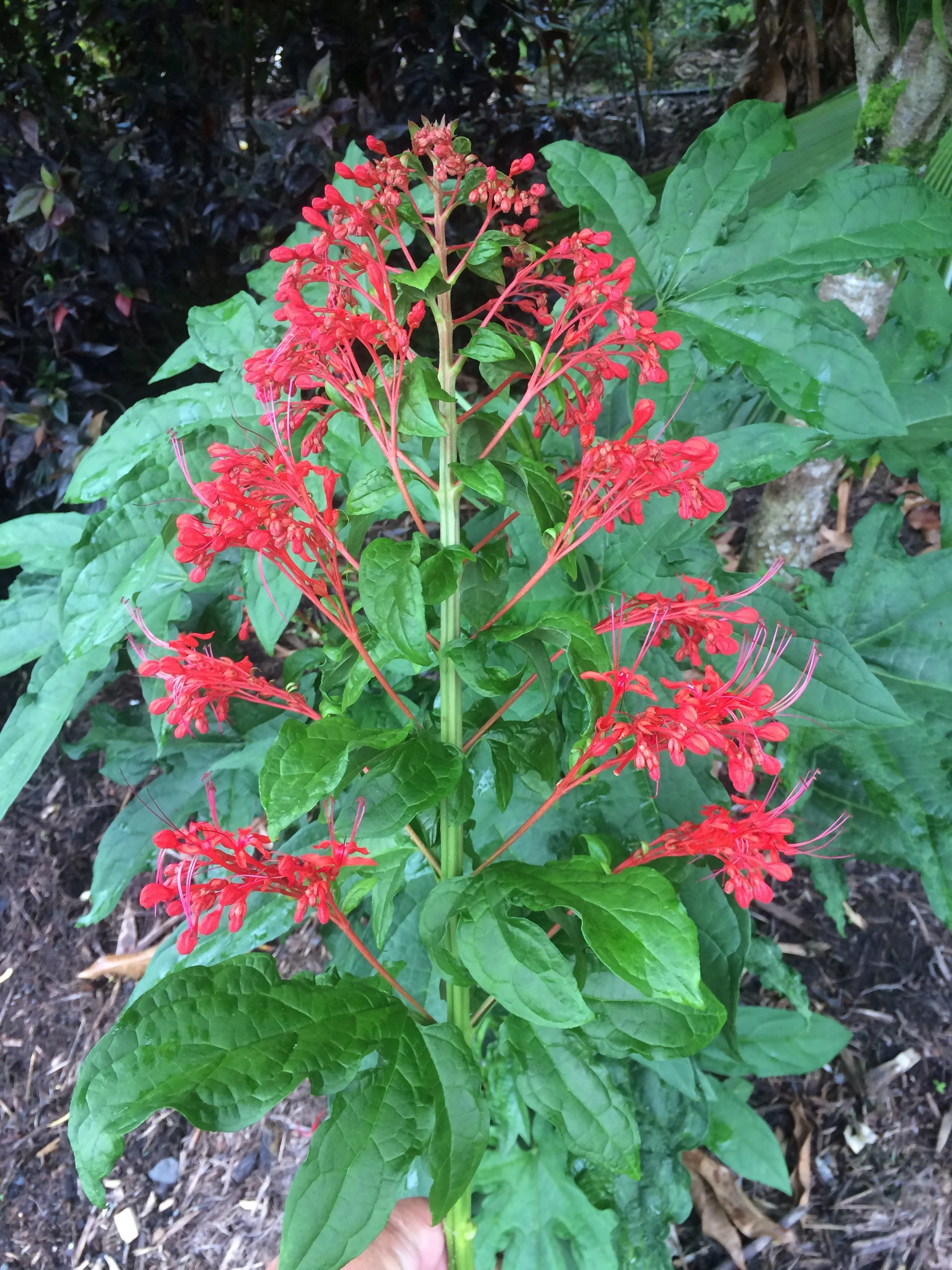 Clerodendrum palmatalobotum (2).jpg